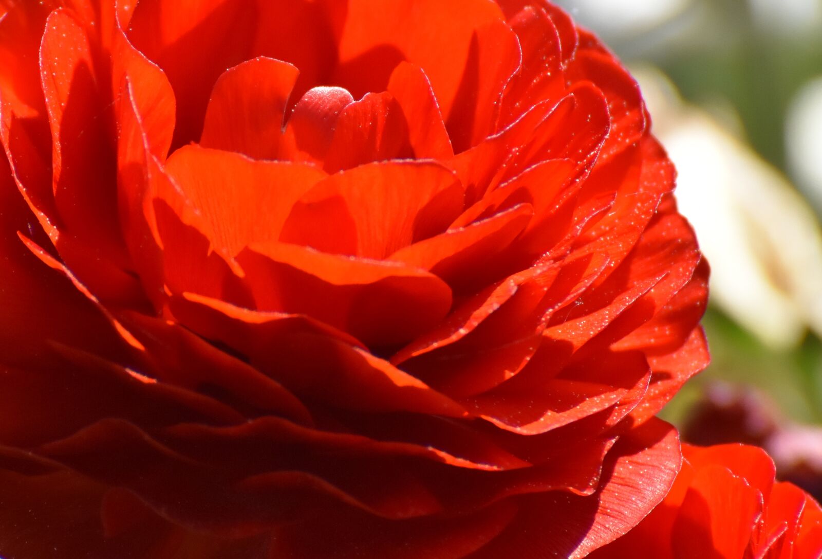Nikon D7200 sample photo. Ranunculus, ranunculus flower, blossom photography