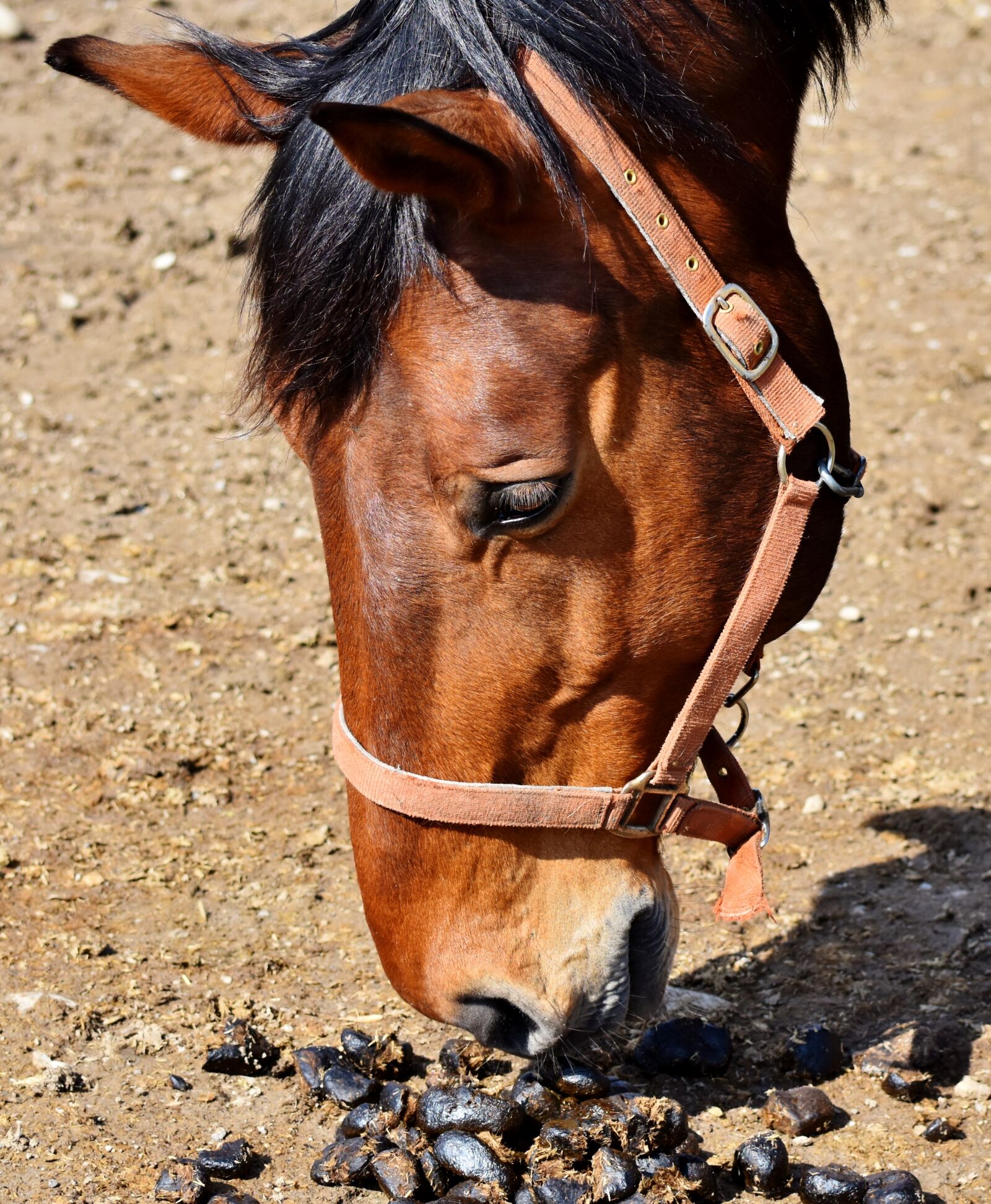 Nikon D7200 sample photo. Horse, stallion, horse head photography