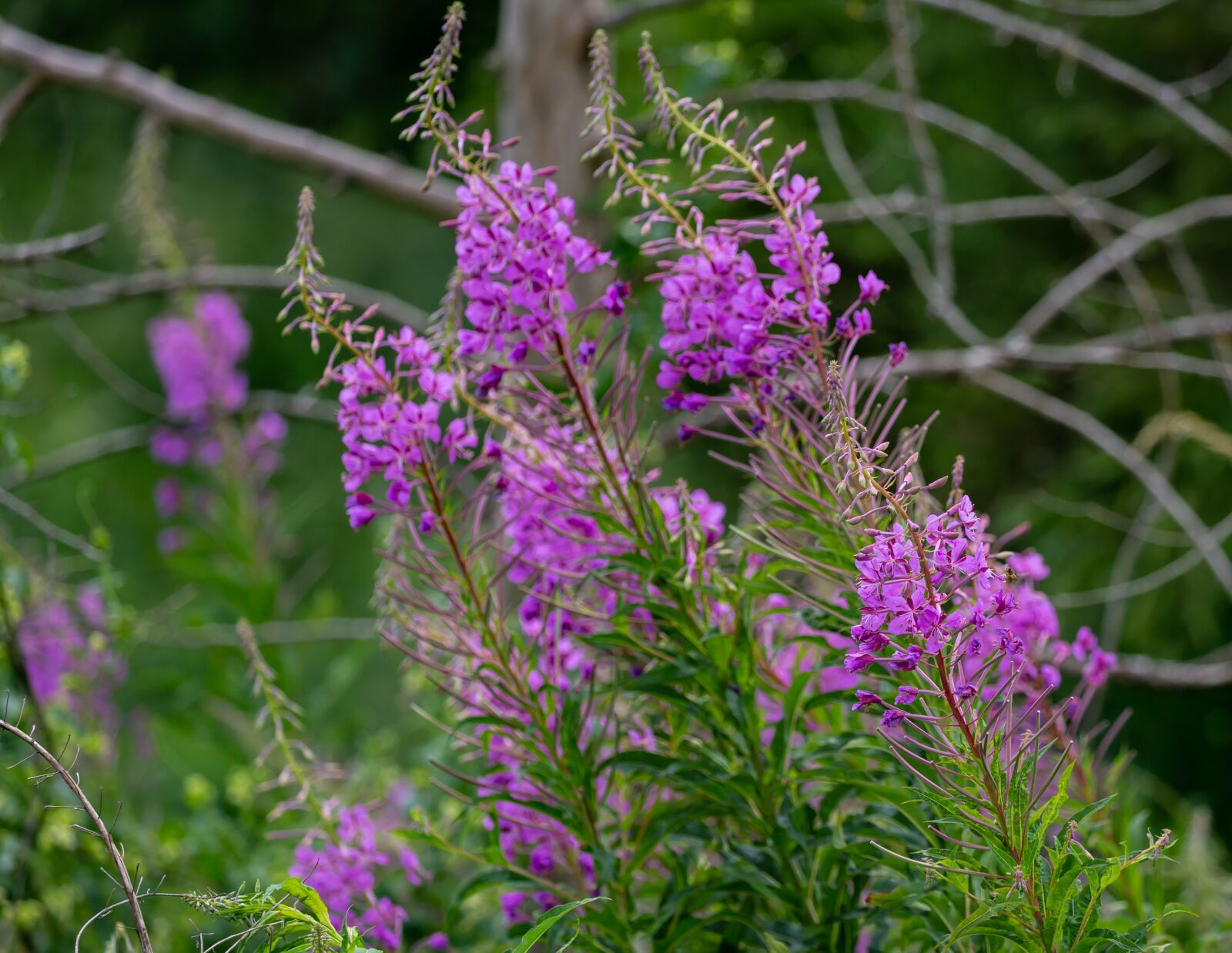 Canon EOS 5D Mark III sample photo. Fireweed, rosebay willow herb photography
