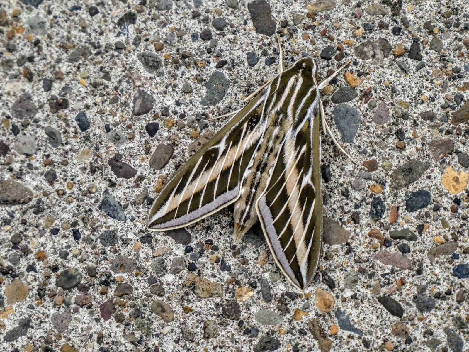 Panasonic DC-ZS70 sample photo. Sphinx moth, moth, nature photography