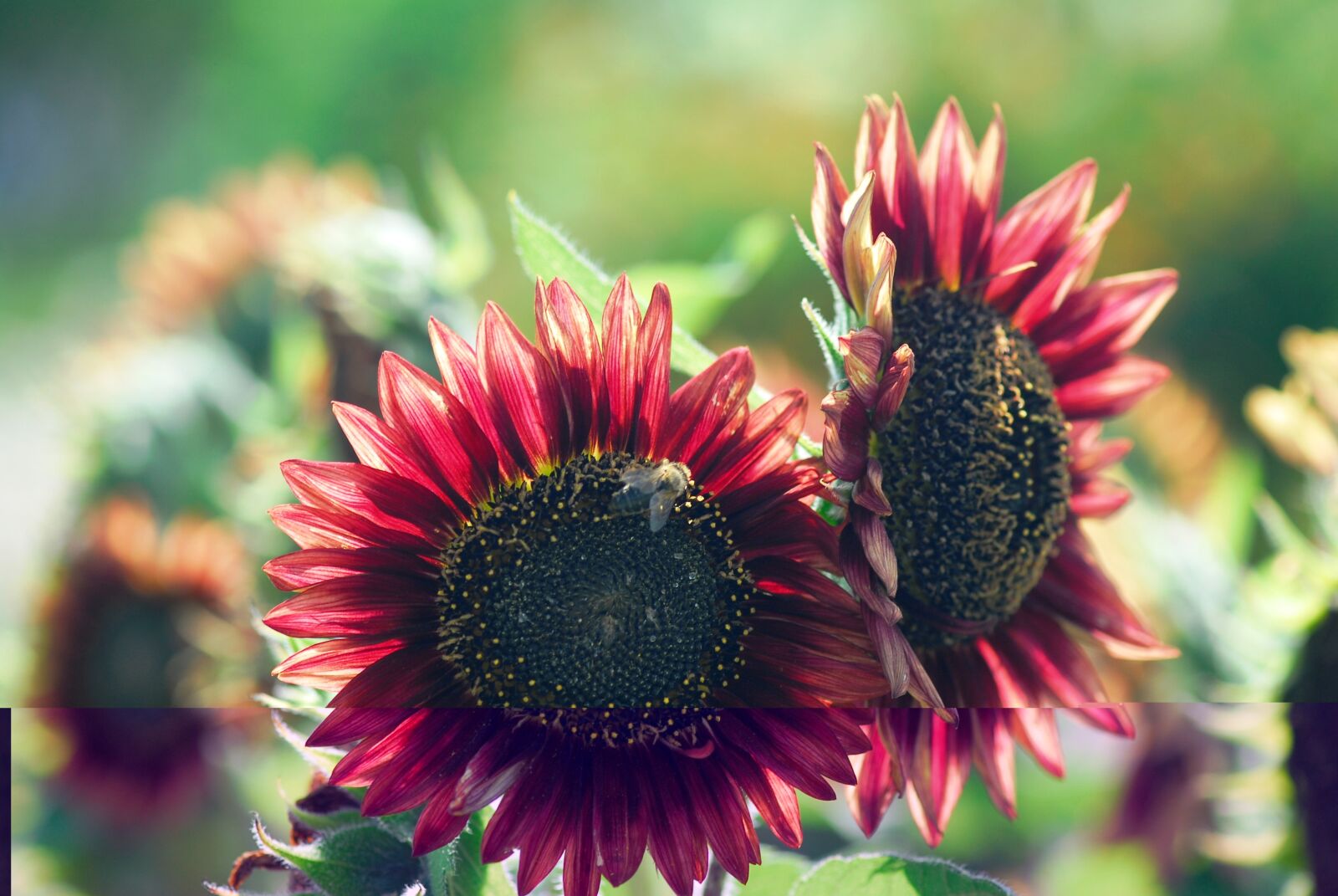 Nikon D200 sample photo. Flower, plant, nature photography