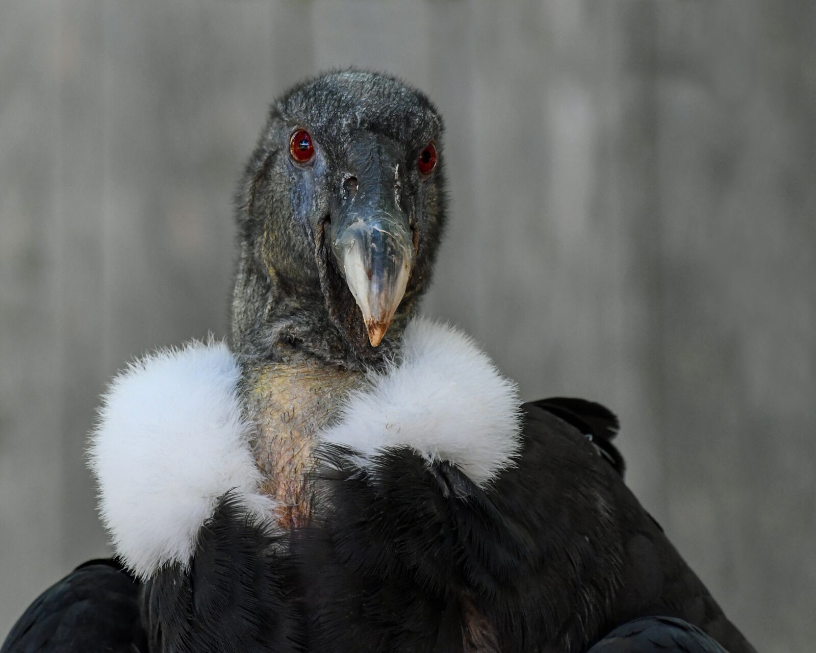 Nikon D500 sample photo. Condor, raptor, bird photography