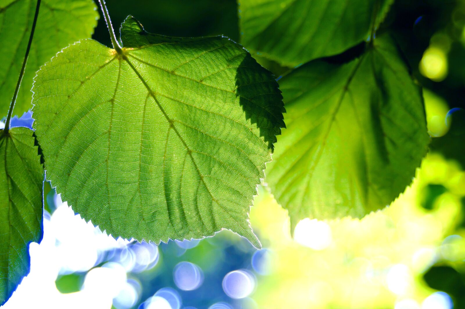 Nikon D90 sample photo. Leaf, nature, plant photography