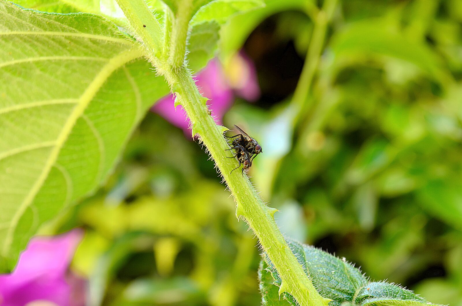 Nikon D5100 sample photo. Fly, insect, nature photography