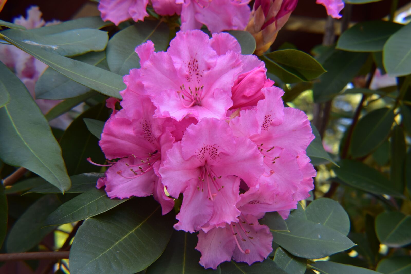 Nikon D3400 sample photo. Flower, pink, floral photography