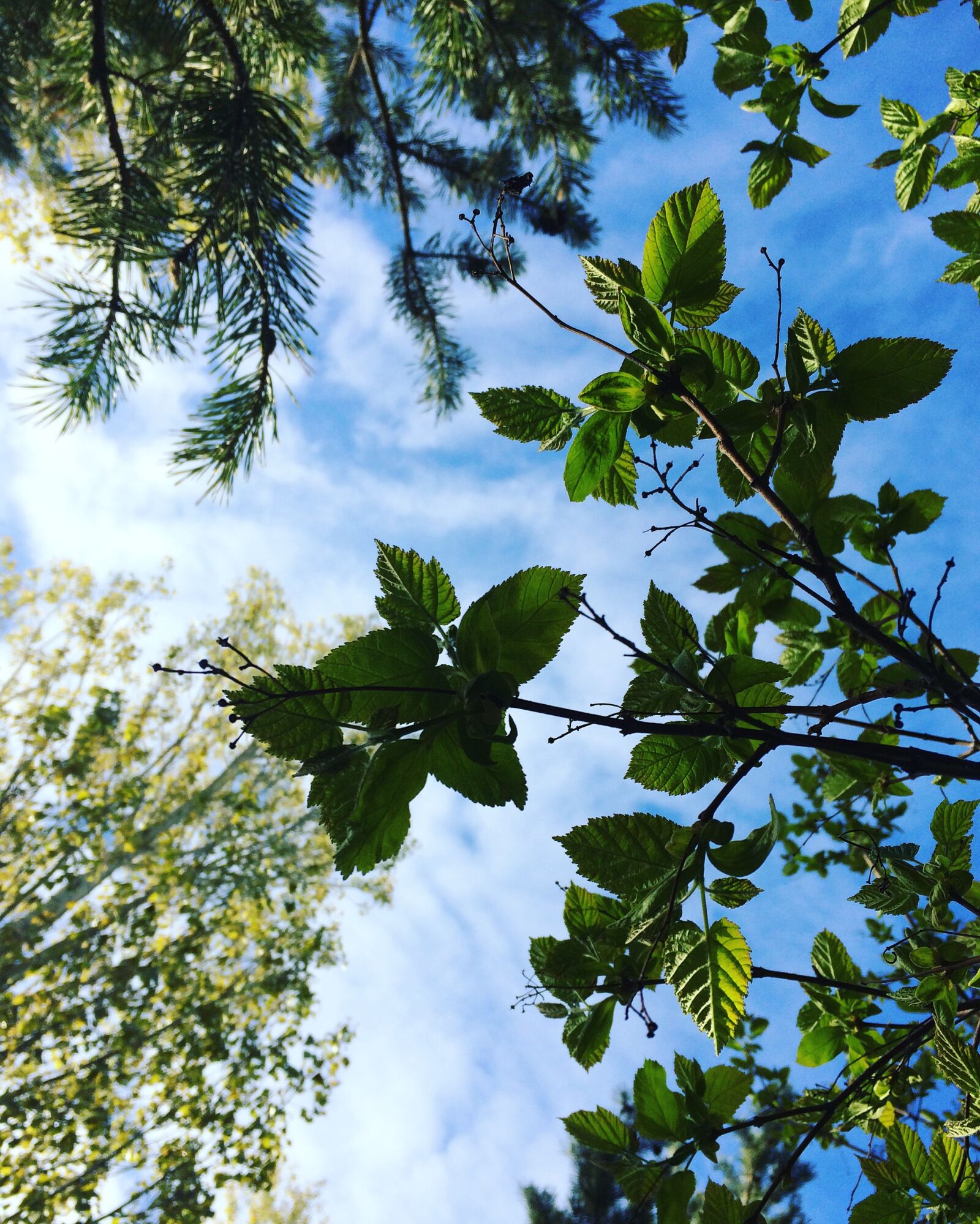iPhone 5s back camera 4.15mm f/2.2 sample photo. Blue, sky, green, summer photography