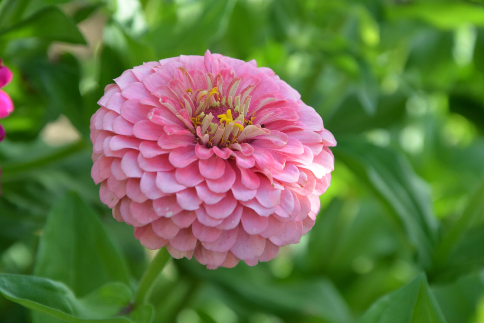 Nikon D5200 sample photo. Flower, flower dahlia, dahlia photography