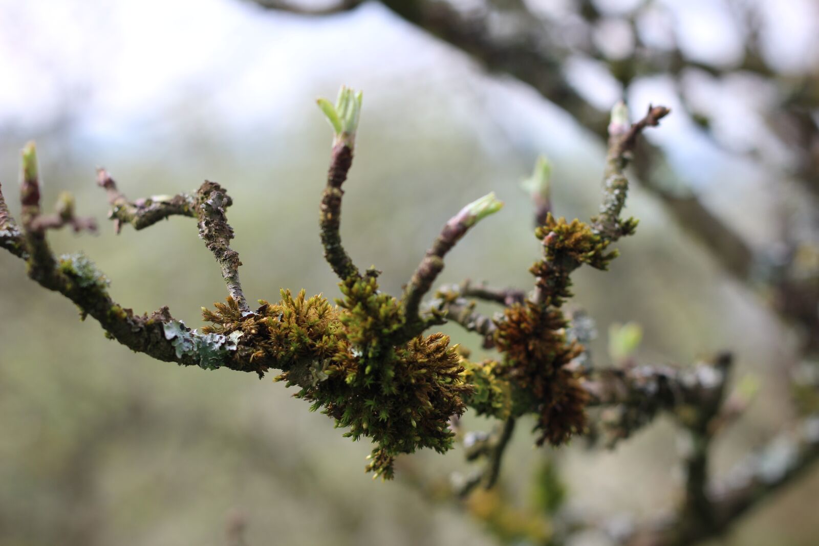 Canon EOS 600D (Rebel EOS T3i / EOS Kiss X5) + Canon EF 50mm F1.8 II sample photo. Lichen, branch, tree photography