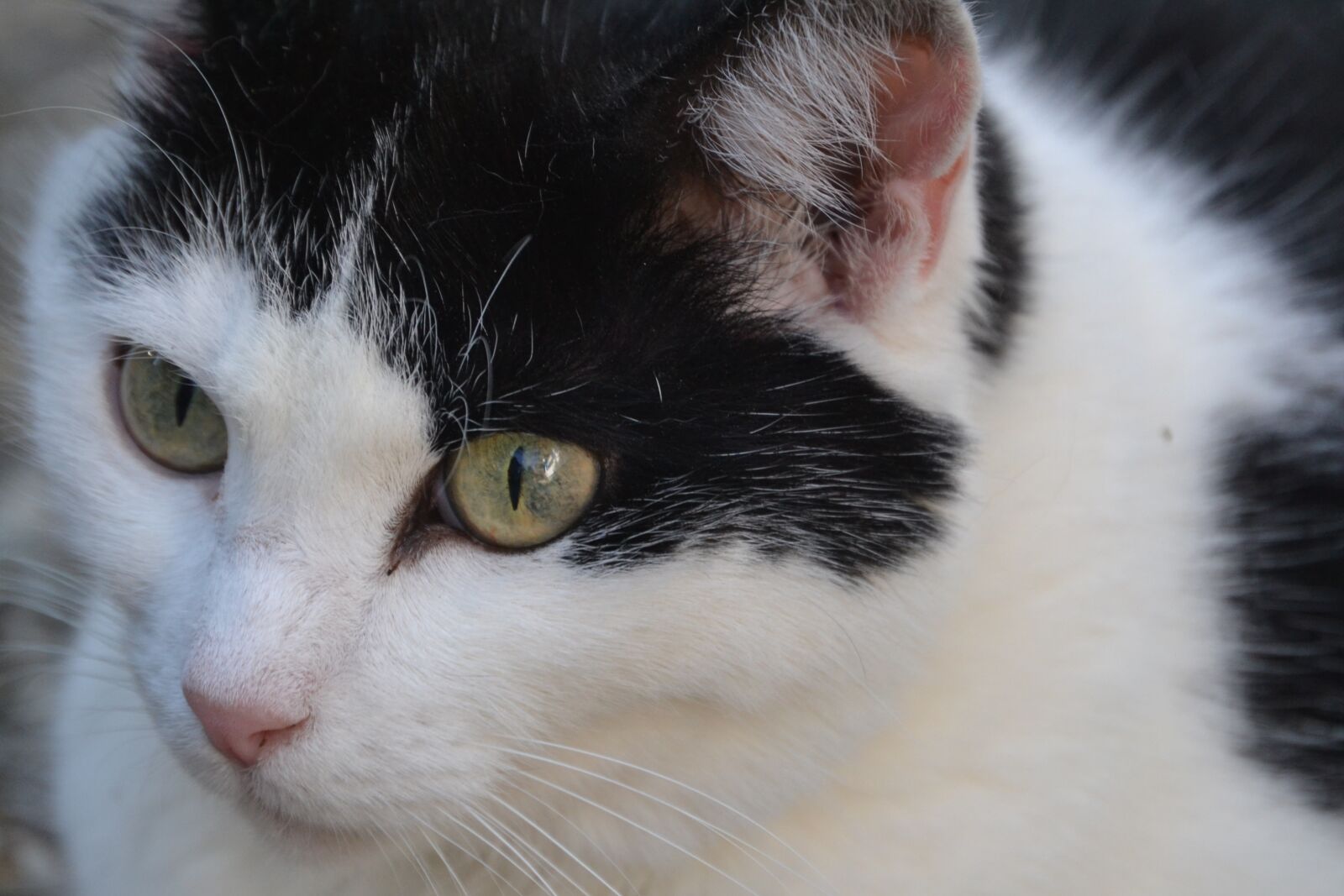 Nikon D3100 sample photo. Cat, pet, cute photography
