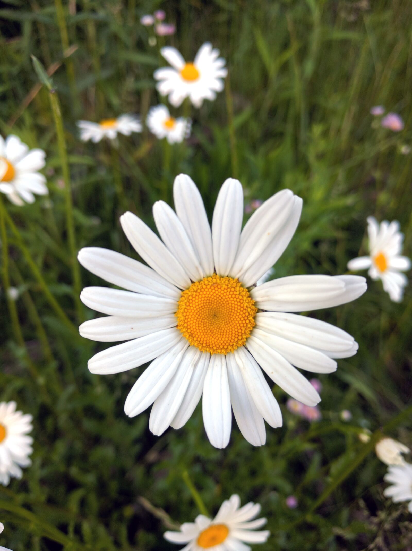 LG Nexus 5X sample photo. White, flower, green photography