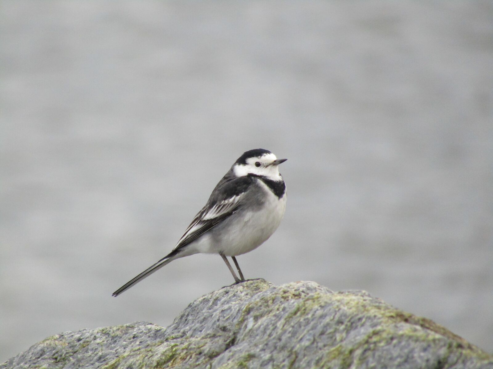 Canon POWERSHOT SX430 IS sample photo. Bird, wildlife, animal photography