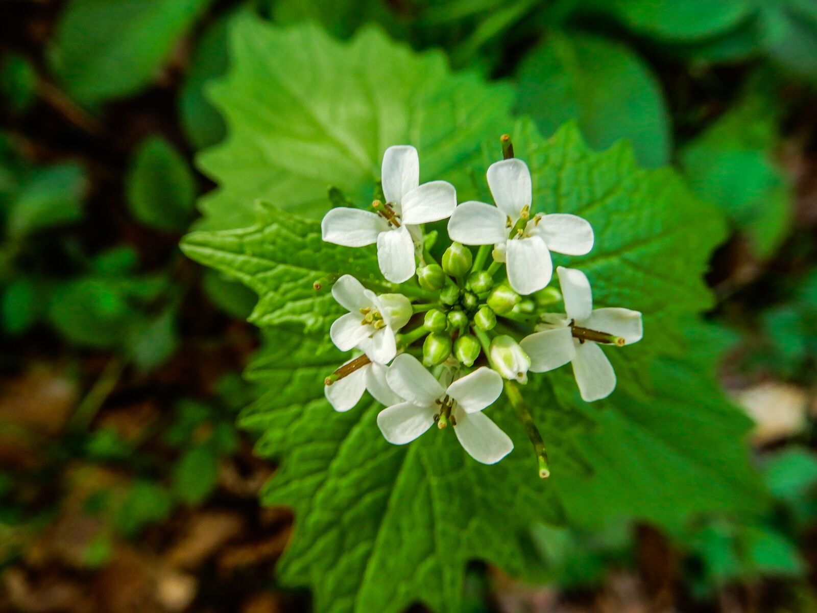 Nikon Coolpix A900 sample photo. Flower, wild flower, white photography