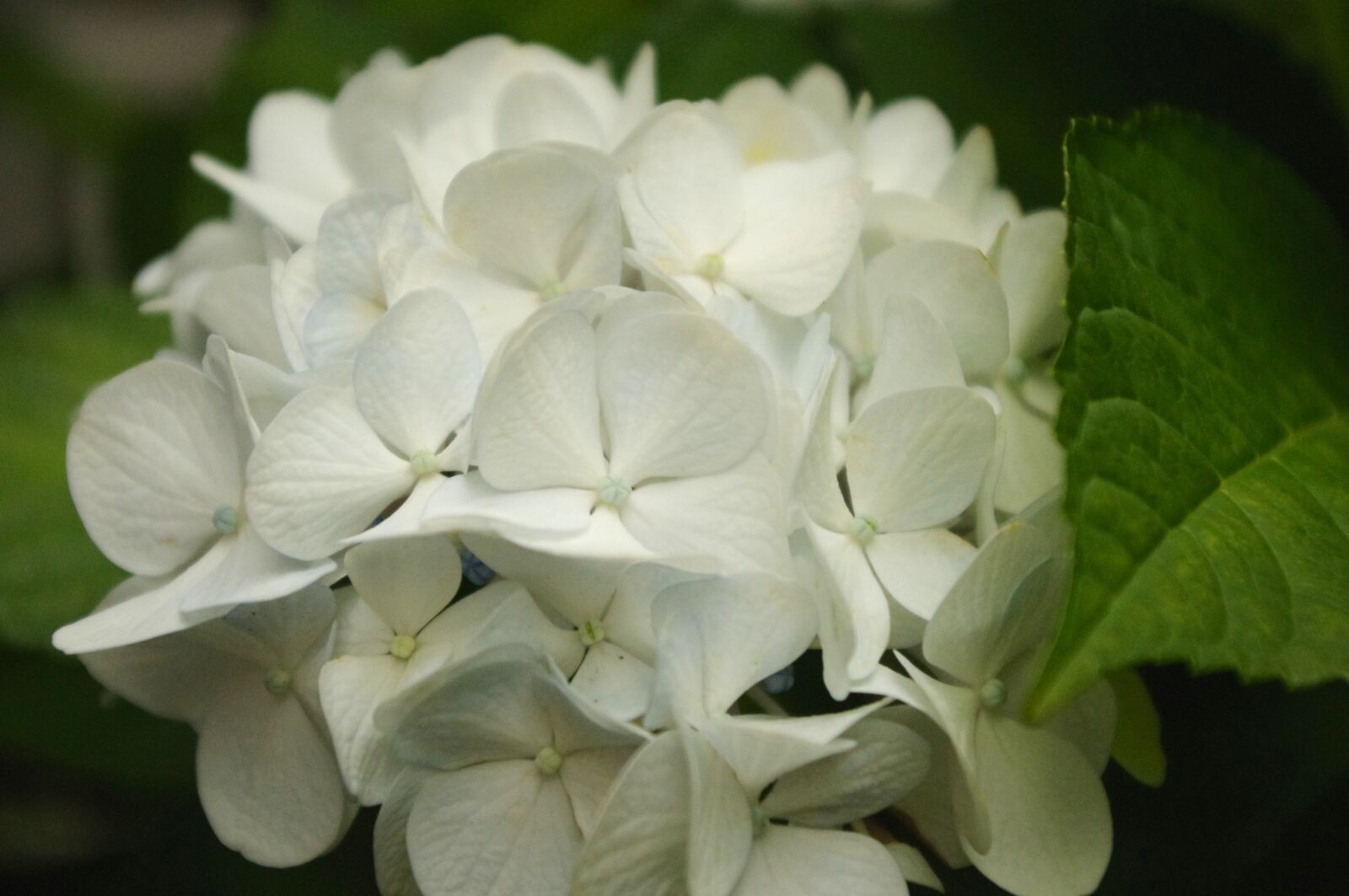 Pentax K-r sample photo. Hydrangea, flower, bloom photography