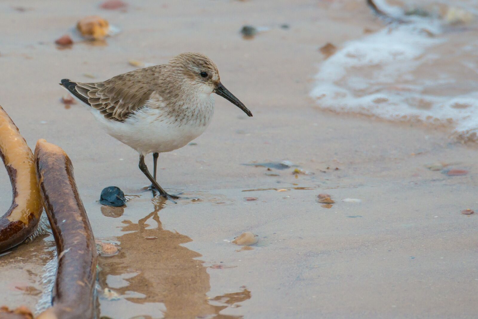 Nikon D800 sample photo. Sanderling, bird, calidris alba photography
