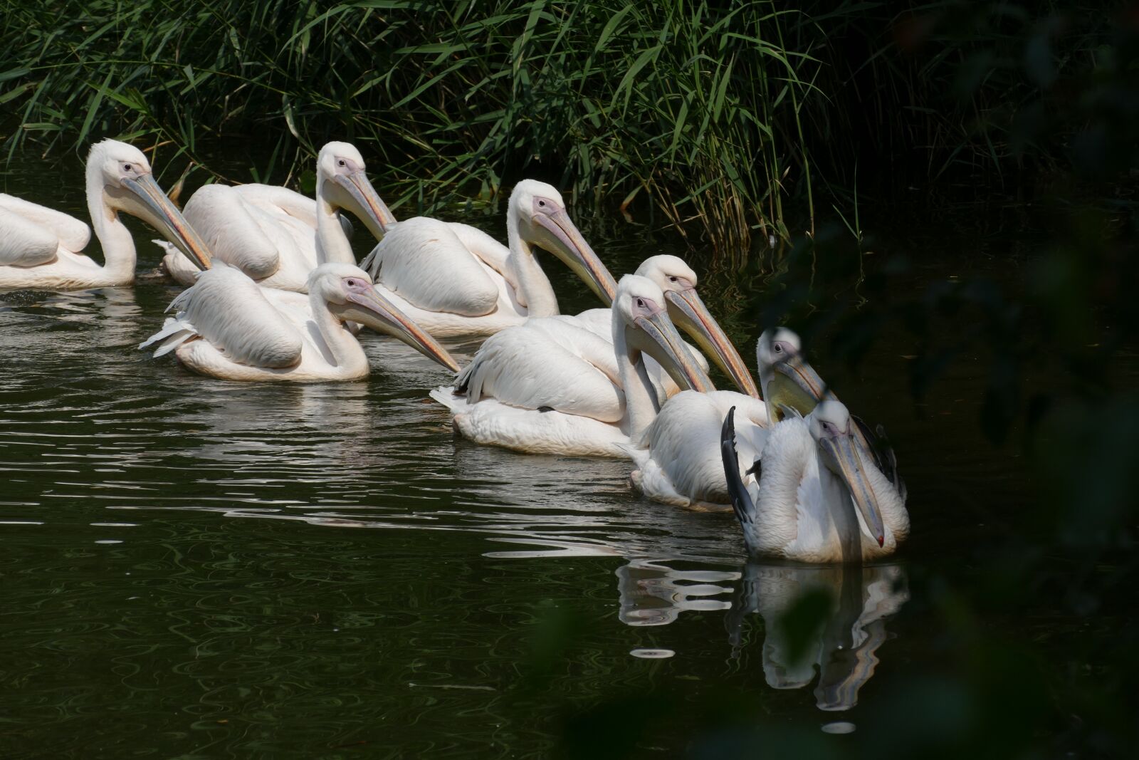 Panasonic Lumix DMC-FZ1000 sample photo. Pelican, pelecanus onocrotalus, africa photography