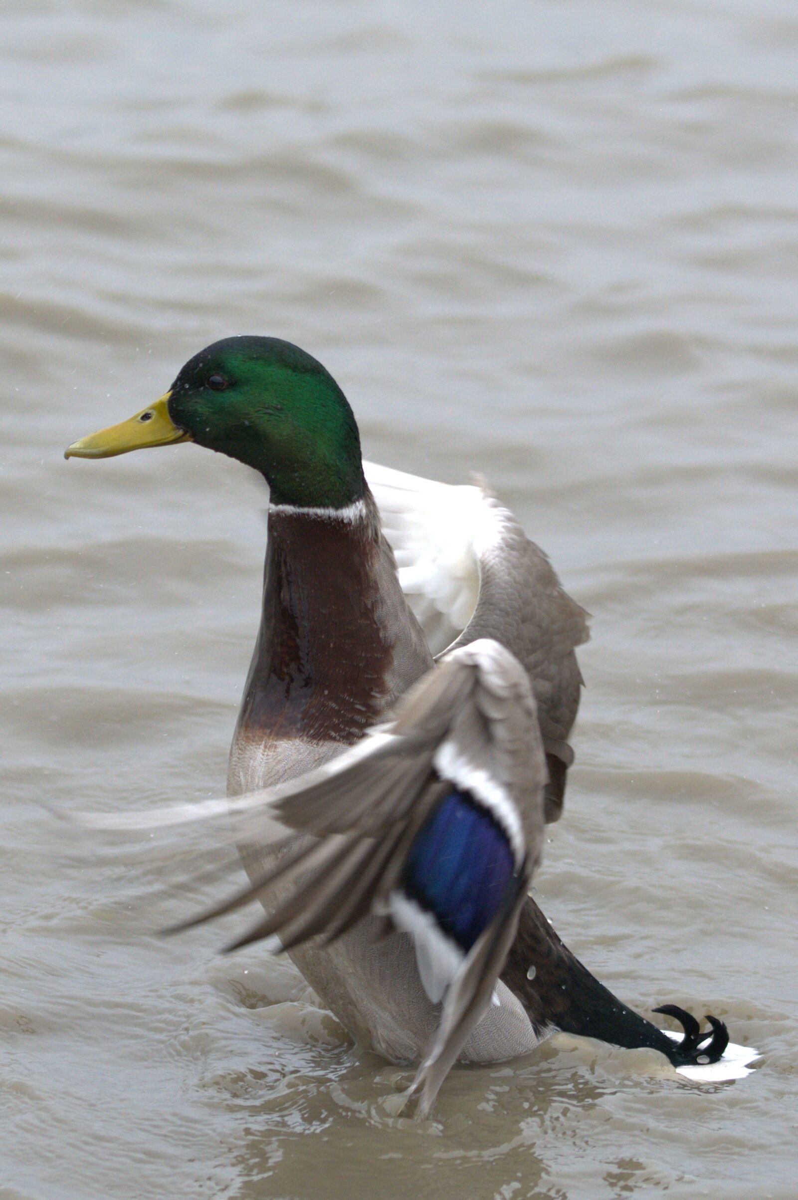 Nikon D5200 sample photo. Duck bird, bird, water photography