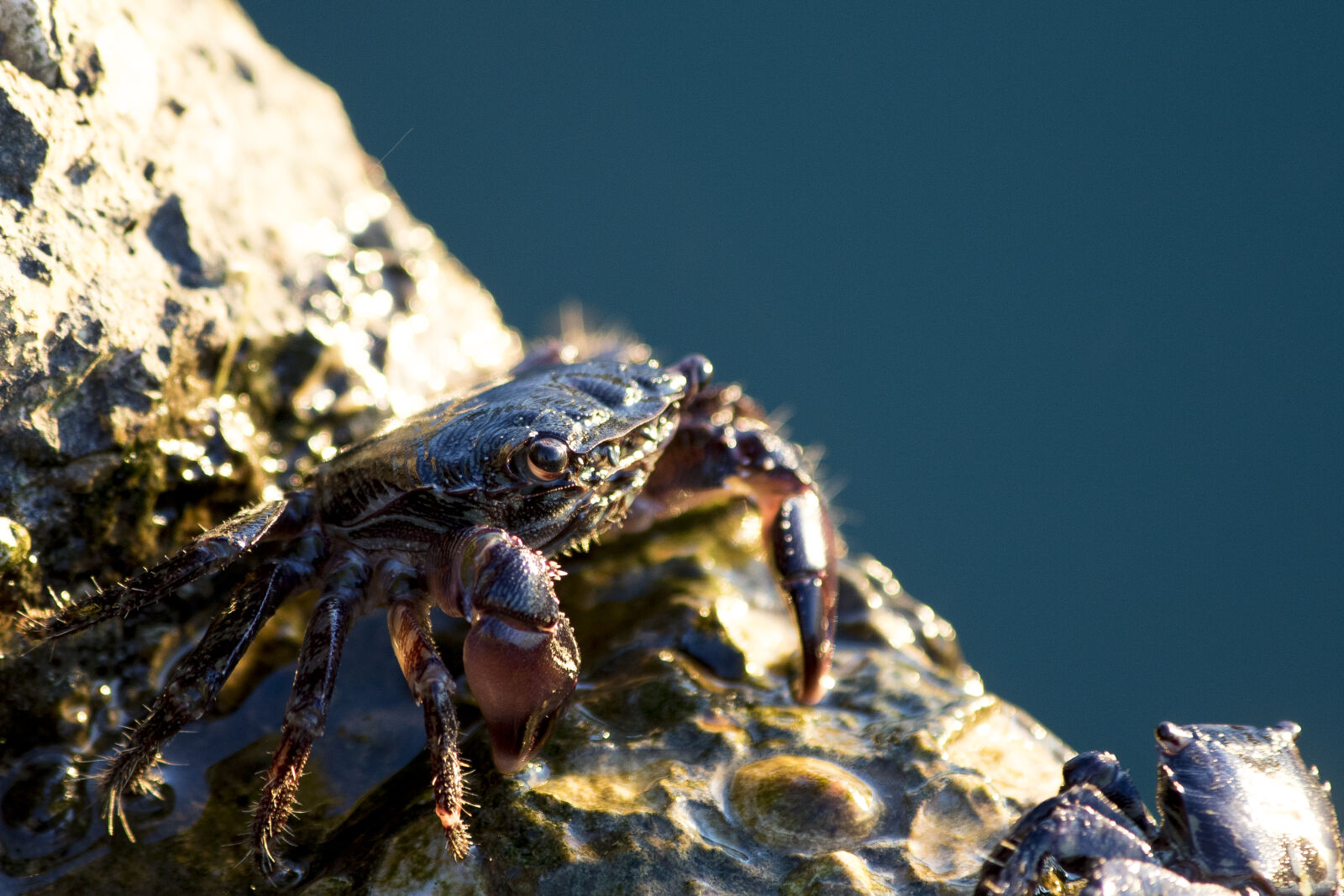 Canon EOS 7D Mark II + Canon EF 70-300mm F4-5.6 IS USM sample photo. Crab, natural, nature, sealife photography