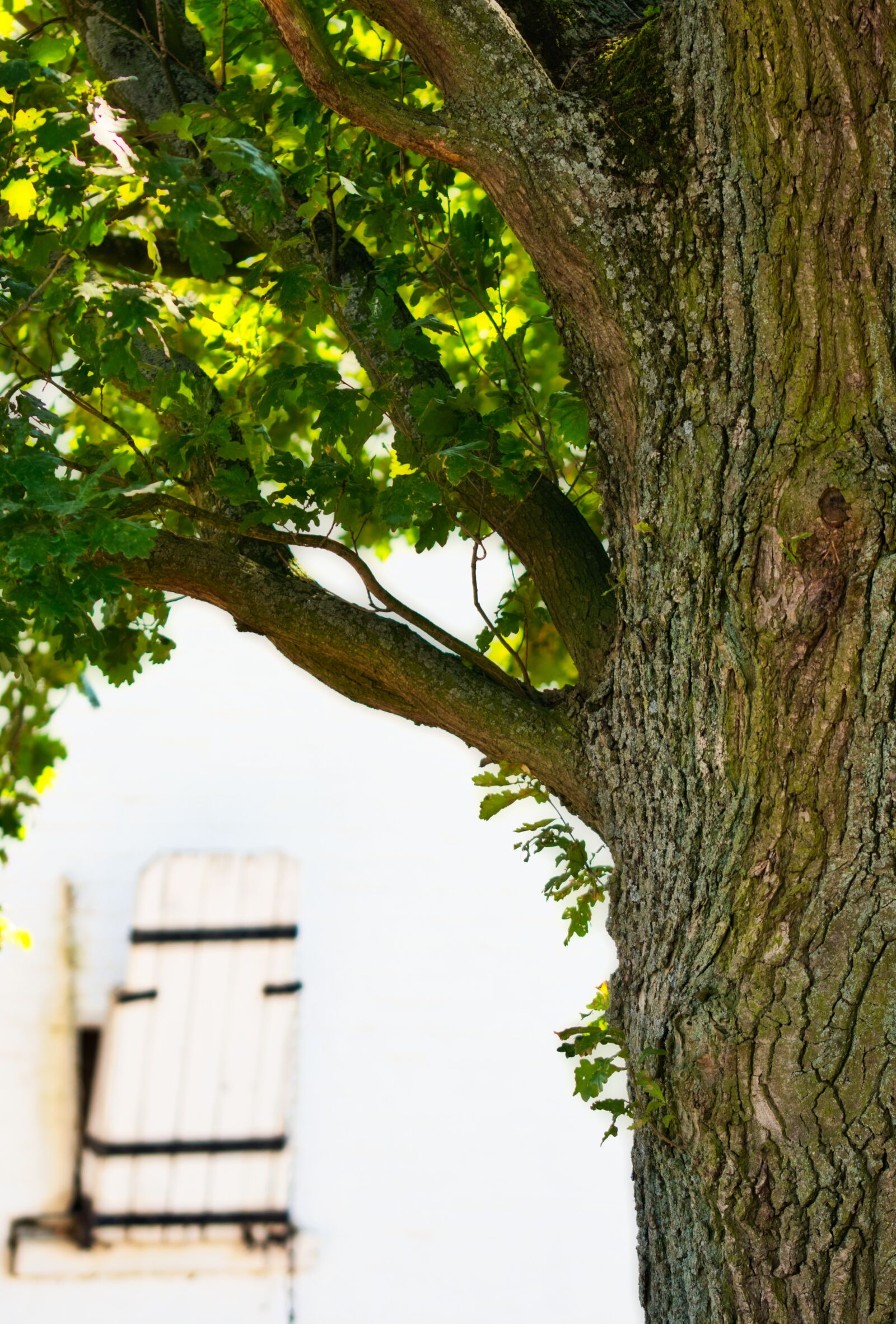 Canon EOS 200D (EOS Rebel SL2 / EOS Kiss X9) sample photo. Oak, tree, nature photography
