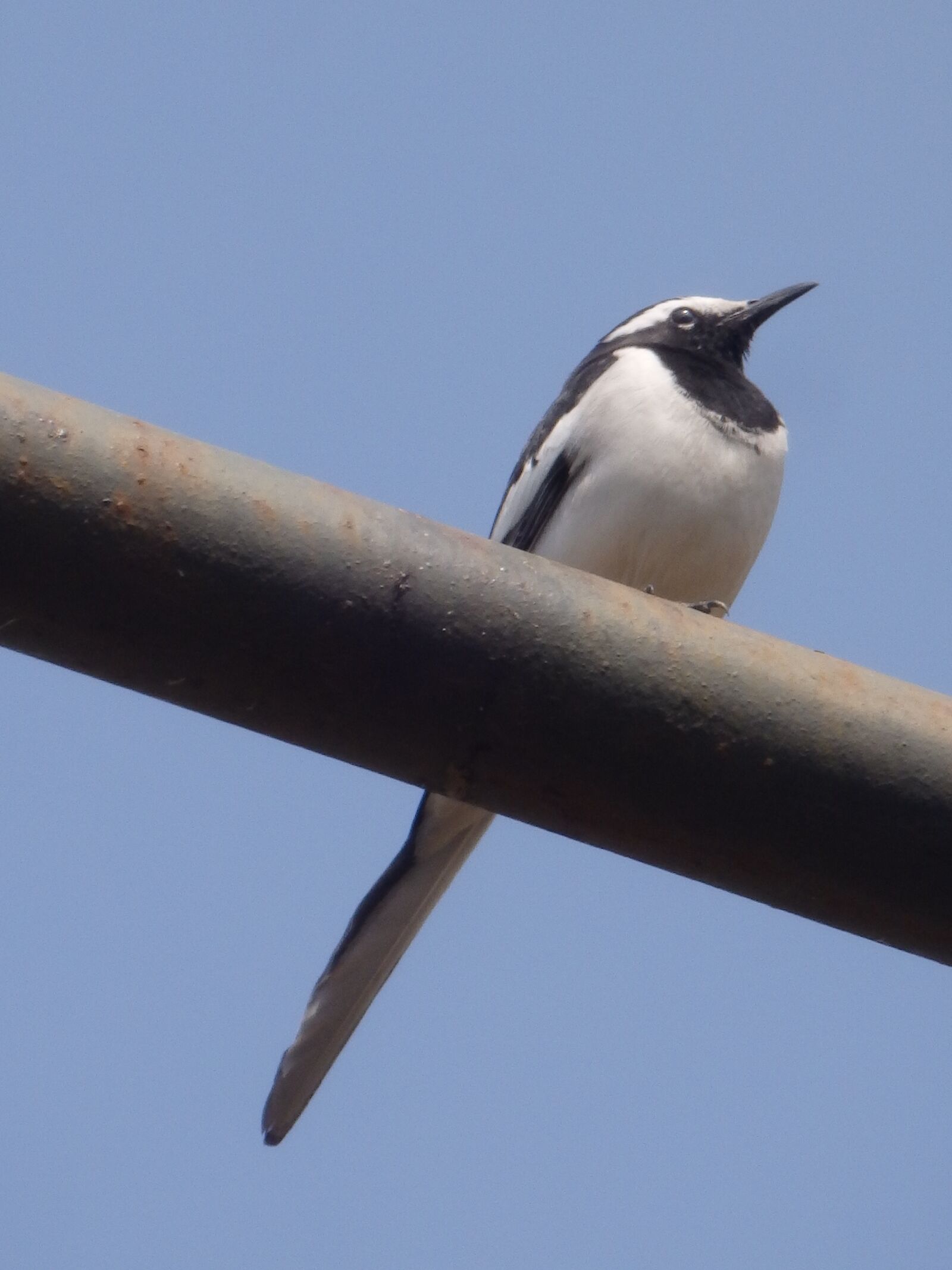 Olympus SZ-16,DZ-105 sample photo. Wagtail, bird, beak photography