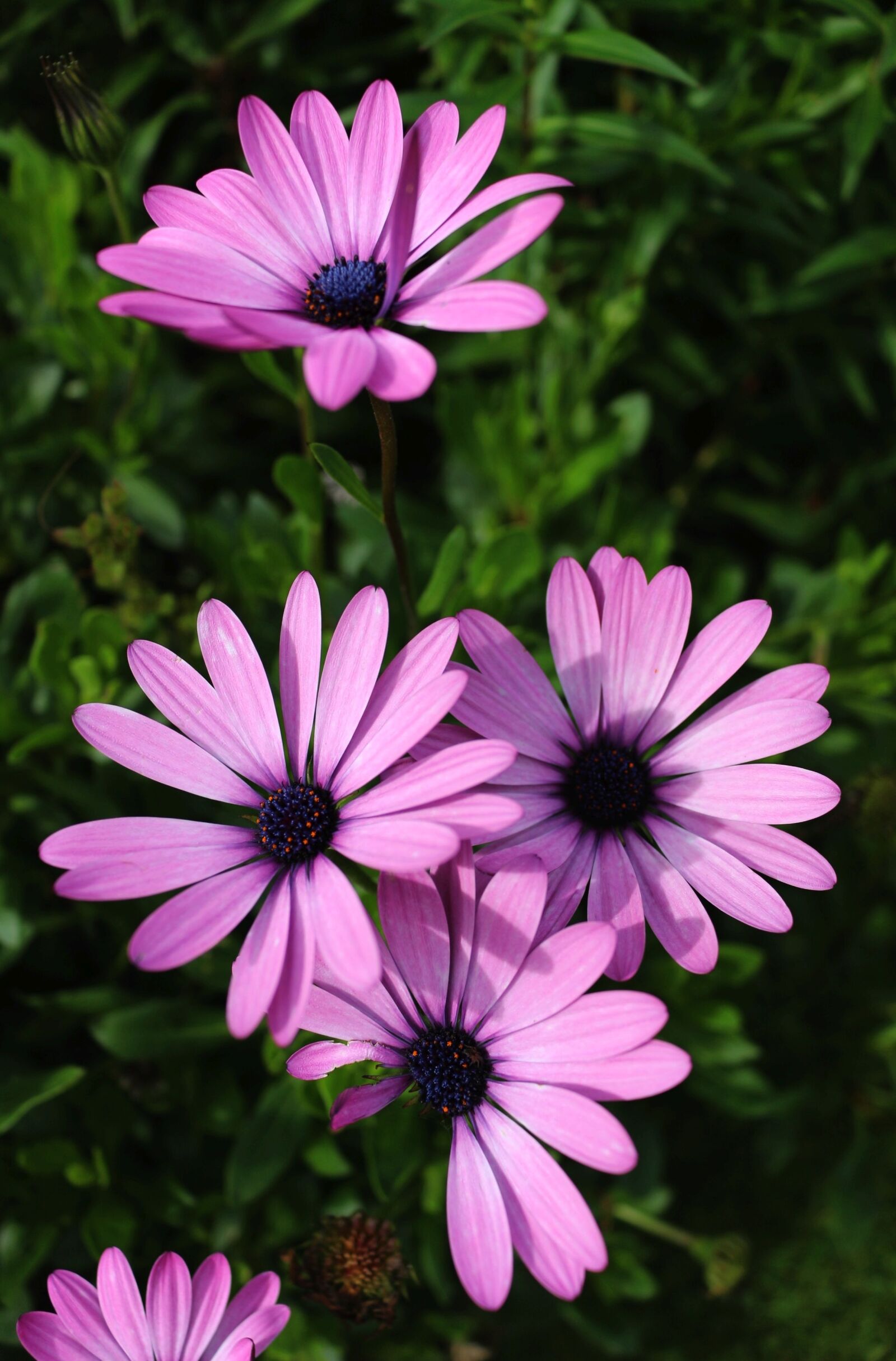 Canon EOS 100D (EOS Rebel SL1 / EOS Kiss X7) sample photo. Daisy, flower, spring photography