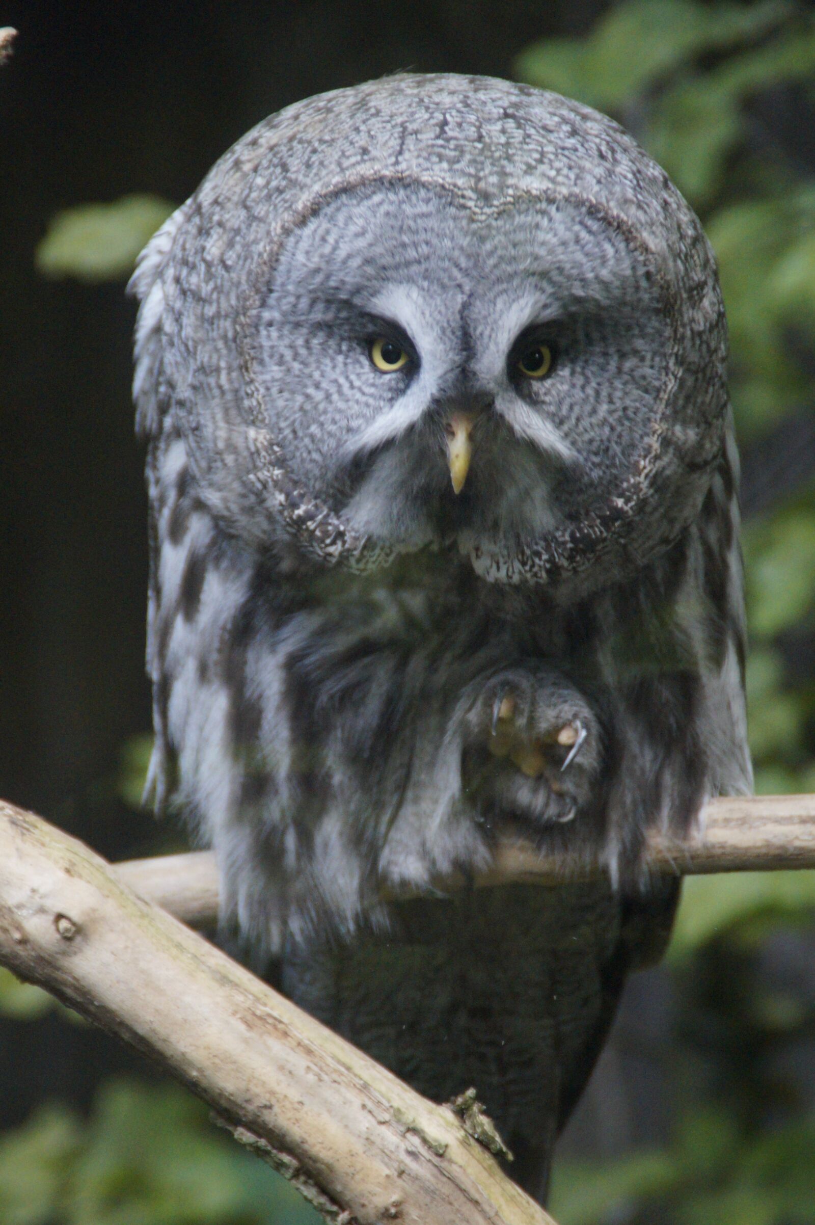 Sony SLT-A58 sample photo. Owl, claw, bird photography