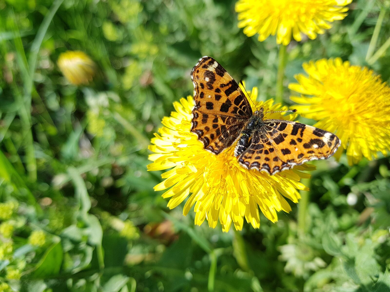 Samsung Galaxy S7 sample photo. Butterfly, dandelions, meadow photography
