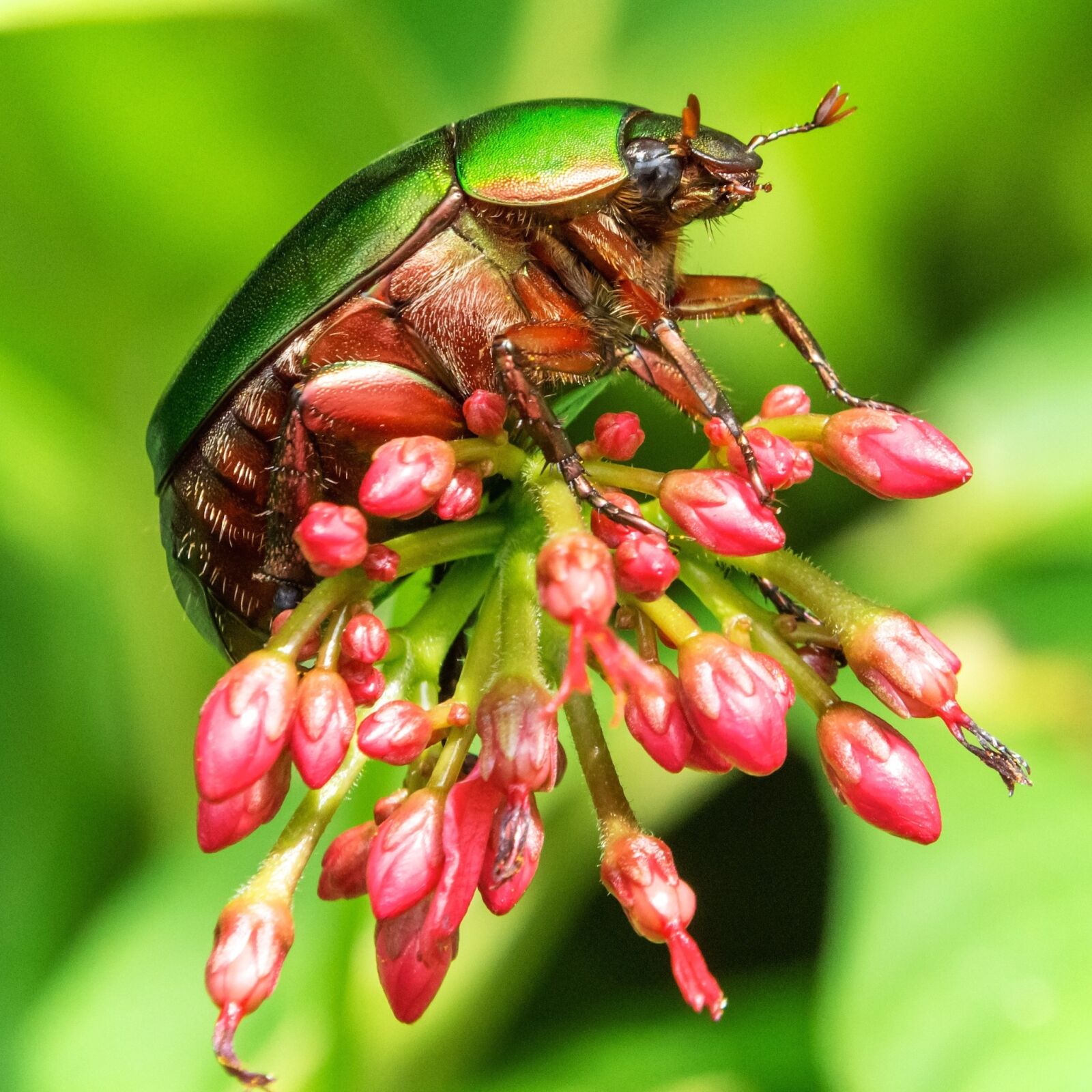 Nikon D7200 sample photo. Bugs, insect, flower photography