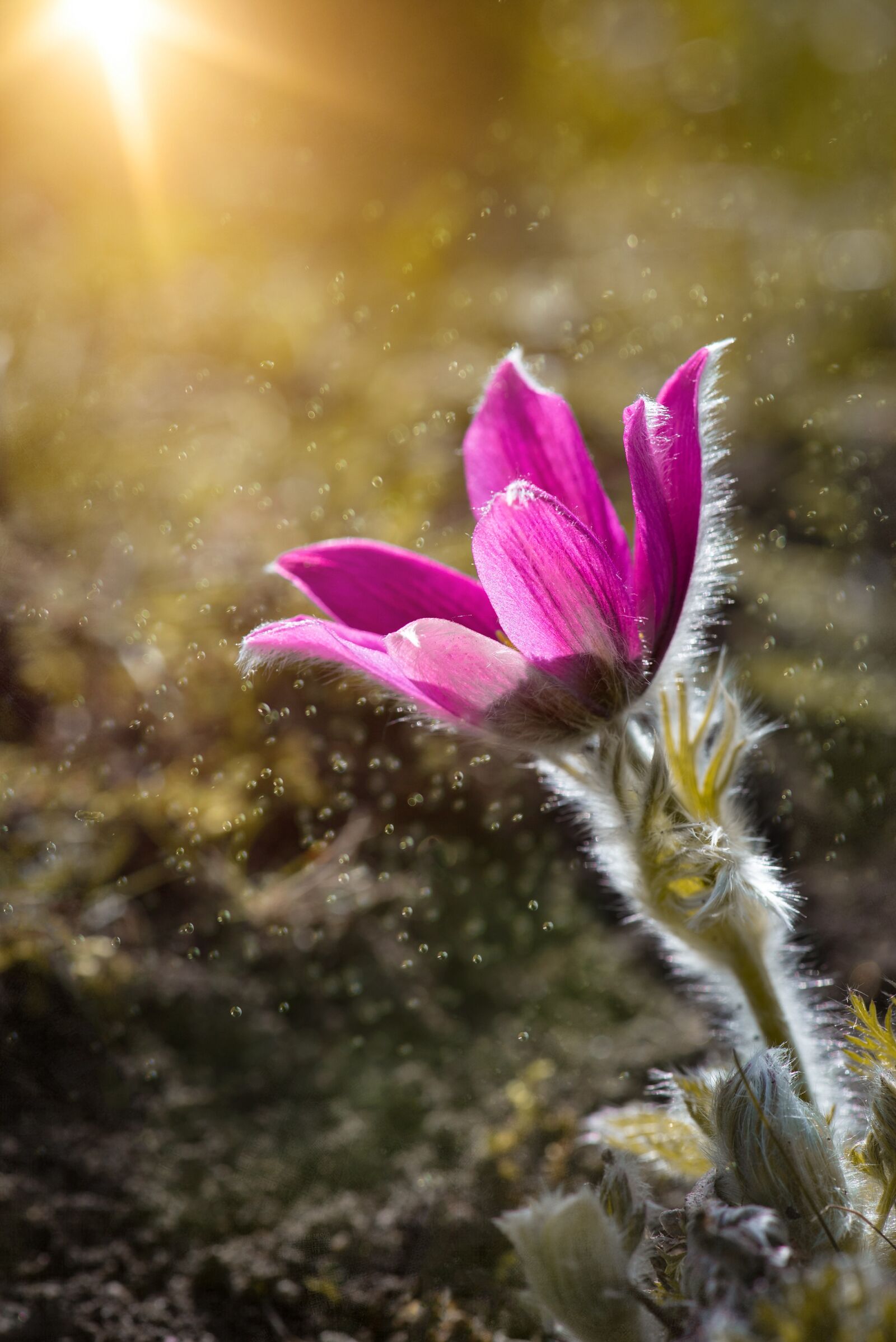 Nikon D750 sample photo. Flower, blossom, bloom photography