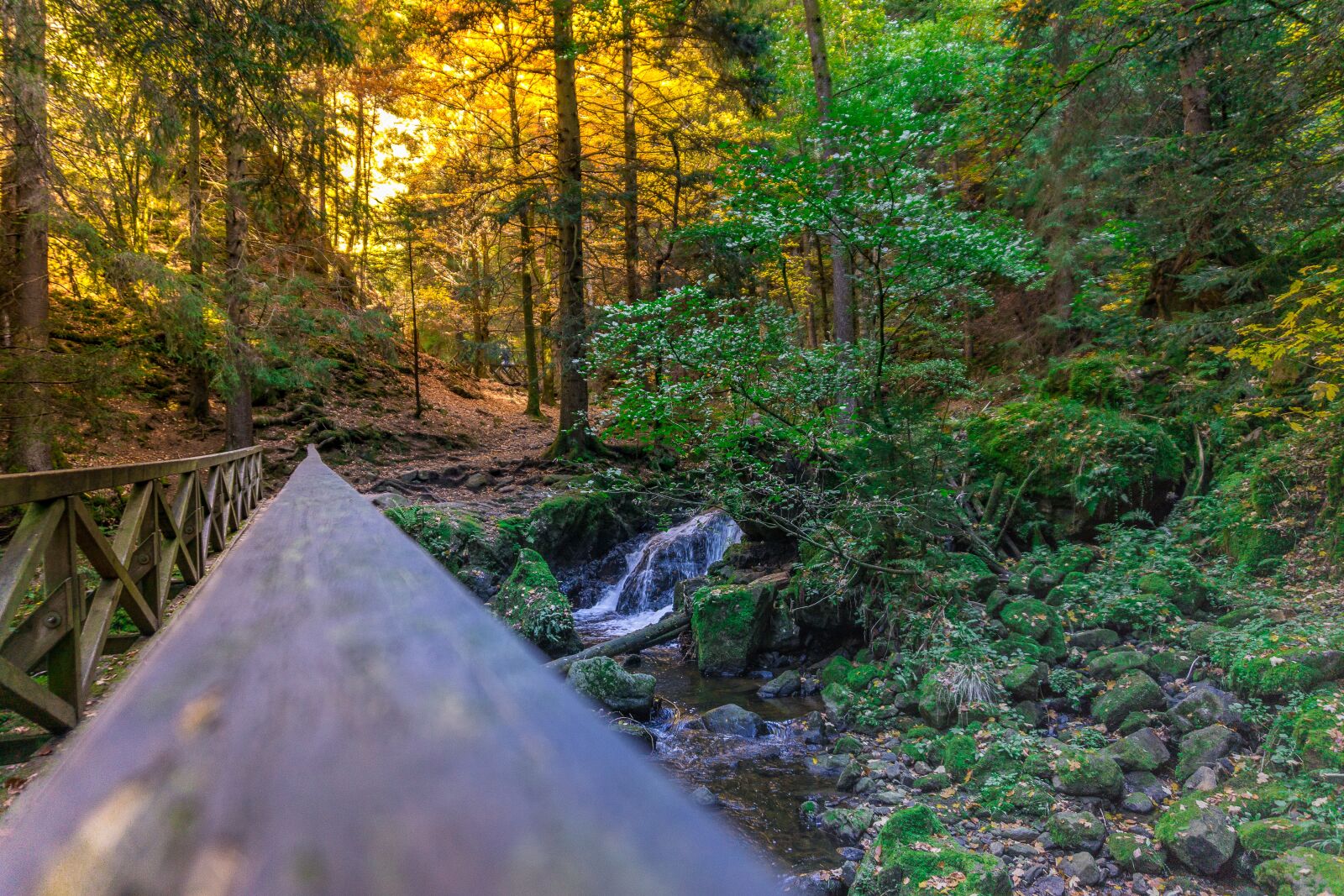 Sony E 16-50mm F3.5-5.6 PZ OSS sample photo. Forest, gorge, web photography