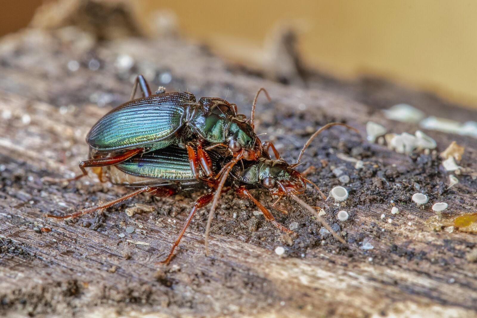 Canon EF 100mm F2.8L Macro IS USM sample photo. Beetles, green, mating photography