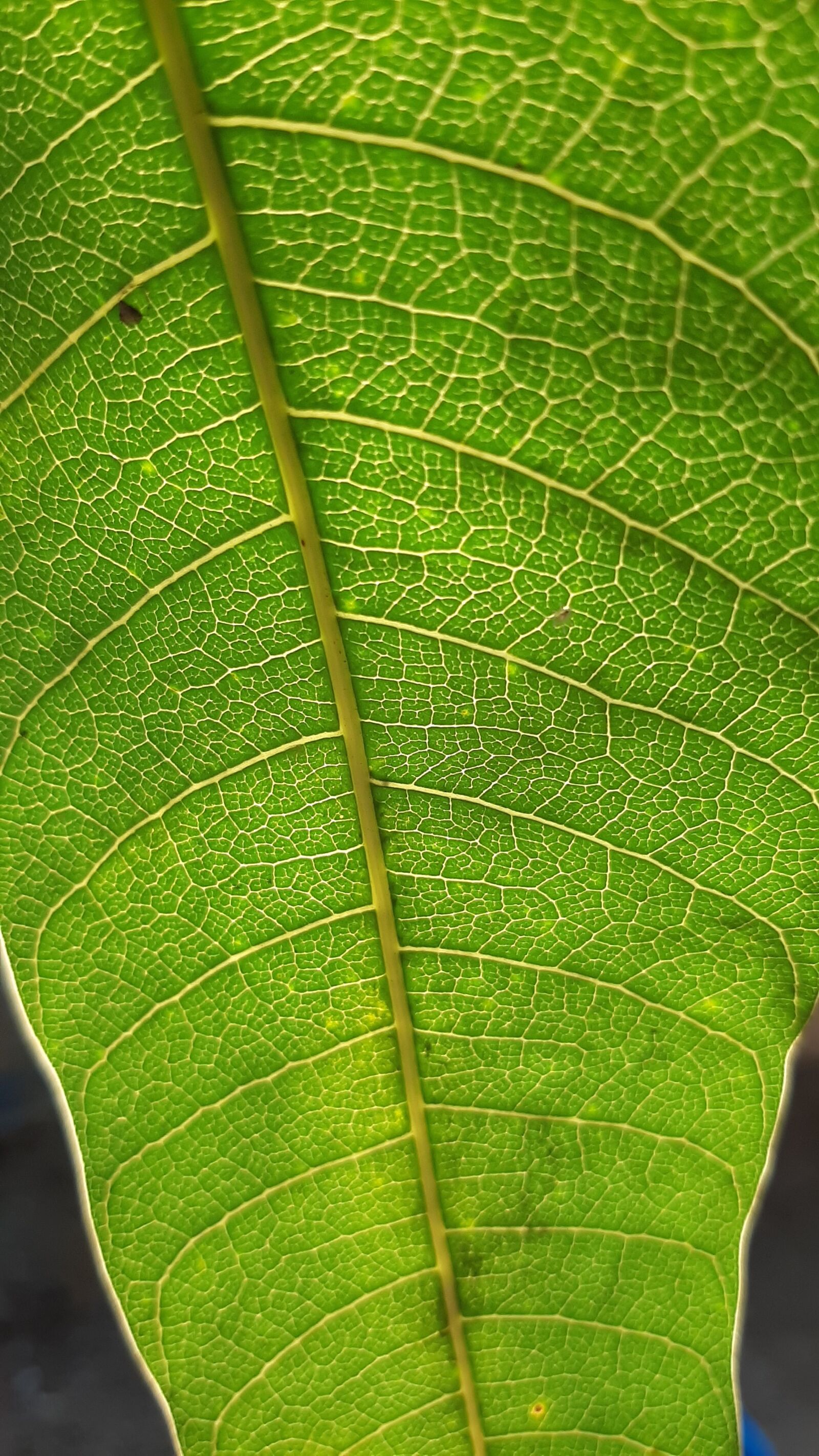 Samsung Galaxy A50 sample photo. Leaf, light, green photography