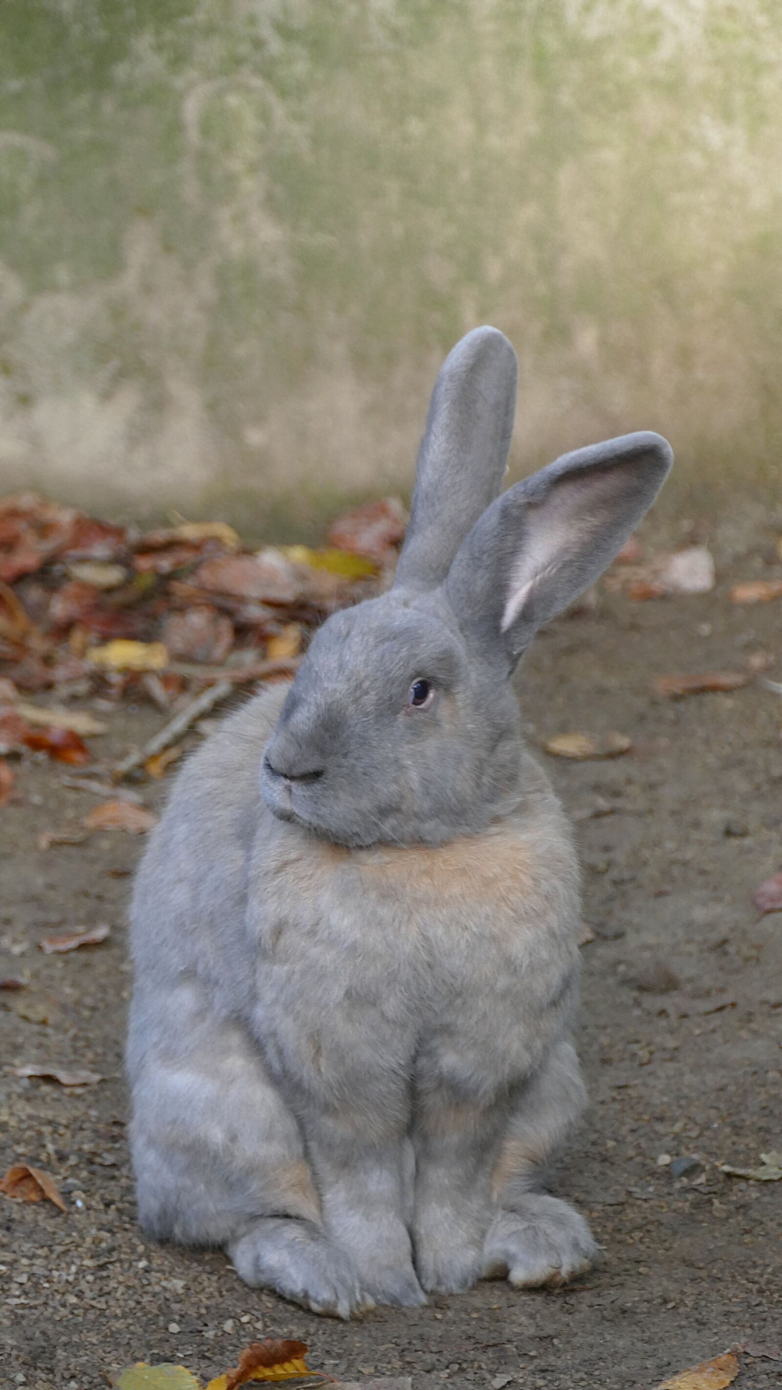 Panasonic Lumix DMC-FZ1000 sample photo. Rabbit, rodent, animal photography