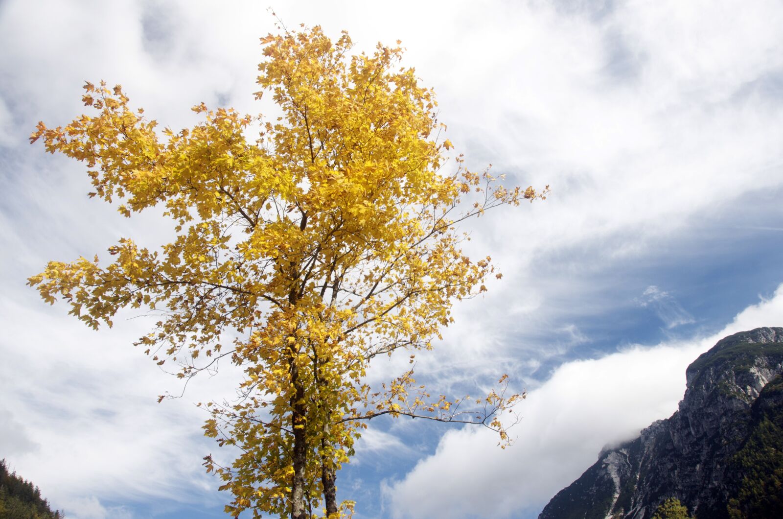 Nikon D300 sample photo. Sky, tree, nature photography