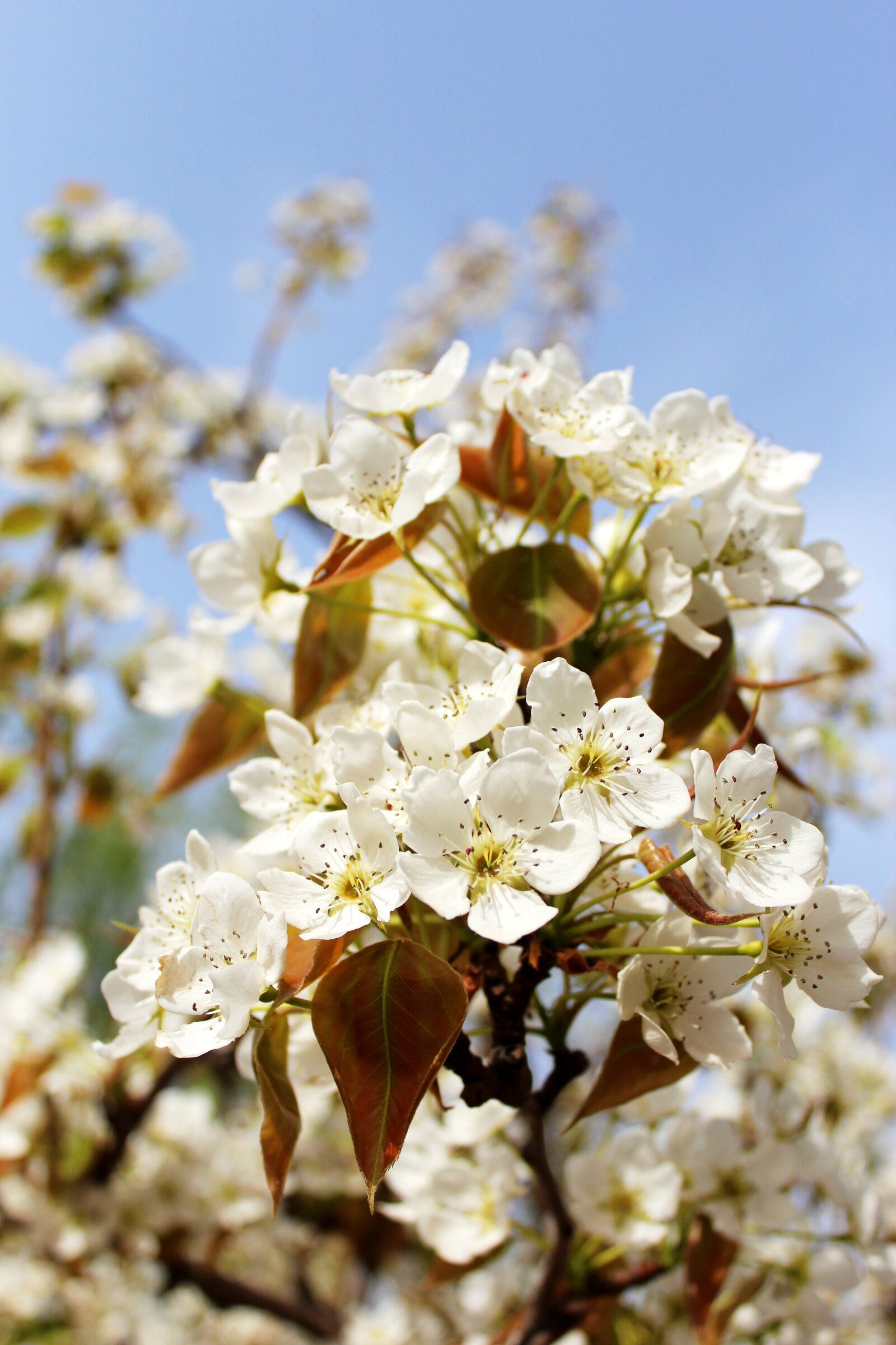 Canon EOS 600D (Rebel EOS T3i / EOS Kiss X5) sample photo. Pear, blue sky, flowers photography