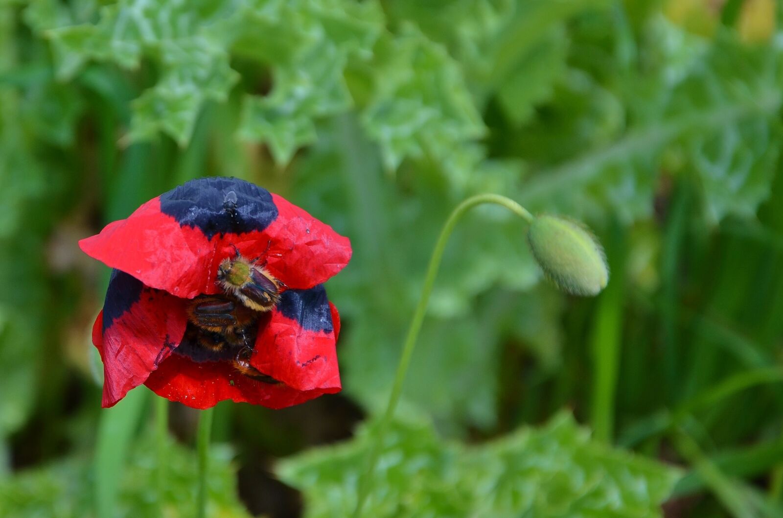 Nikon D7000 sample photo. Red, flower, natur photography