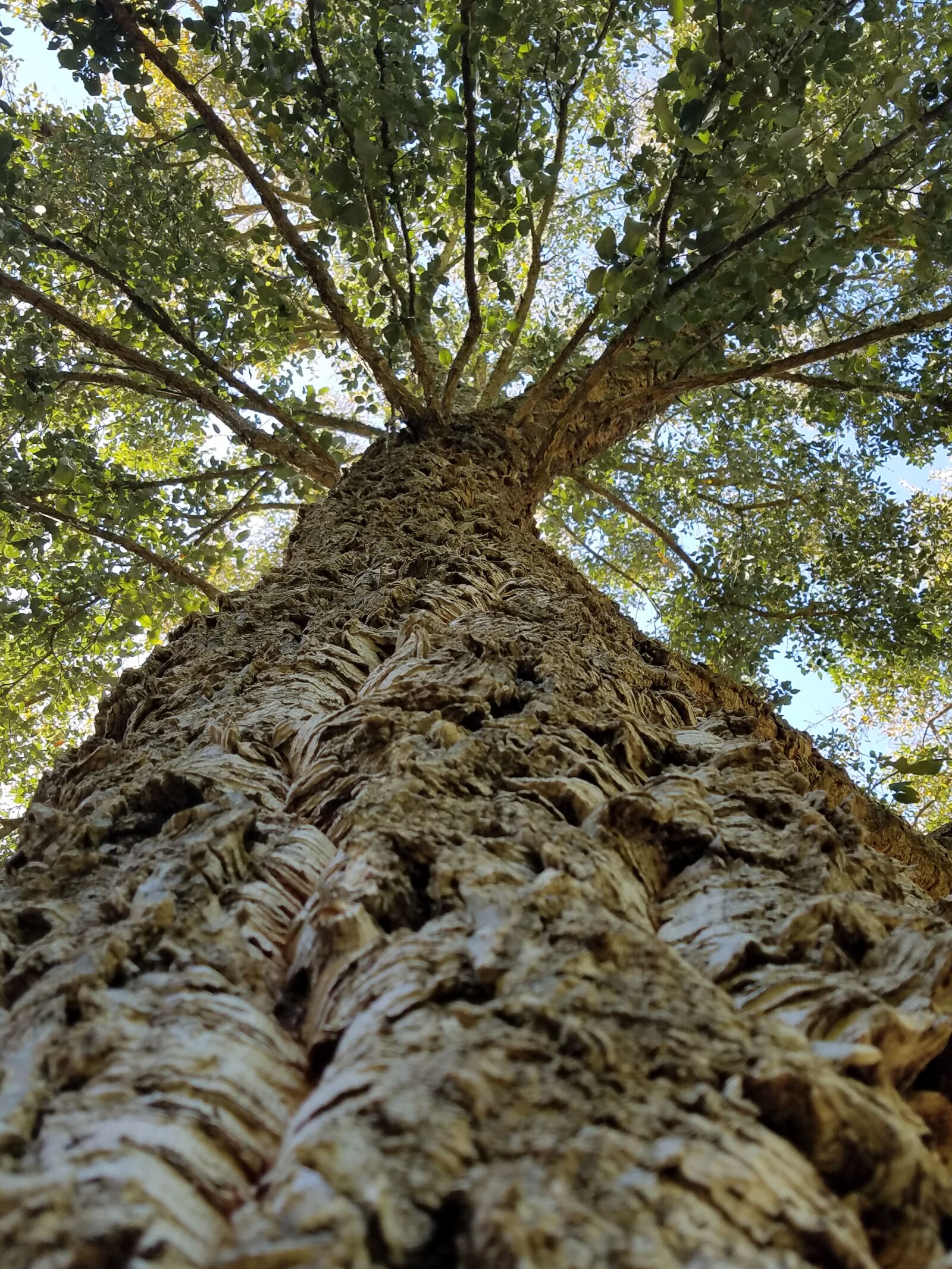 Samsung Galaxy S7 sample photo. Cork, tree, bark photography