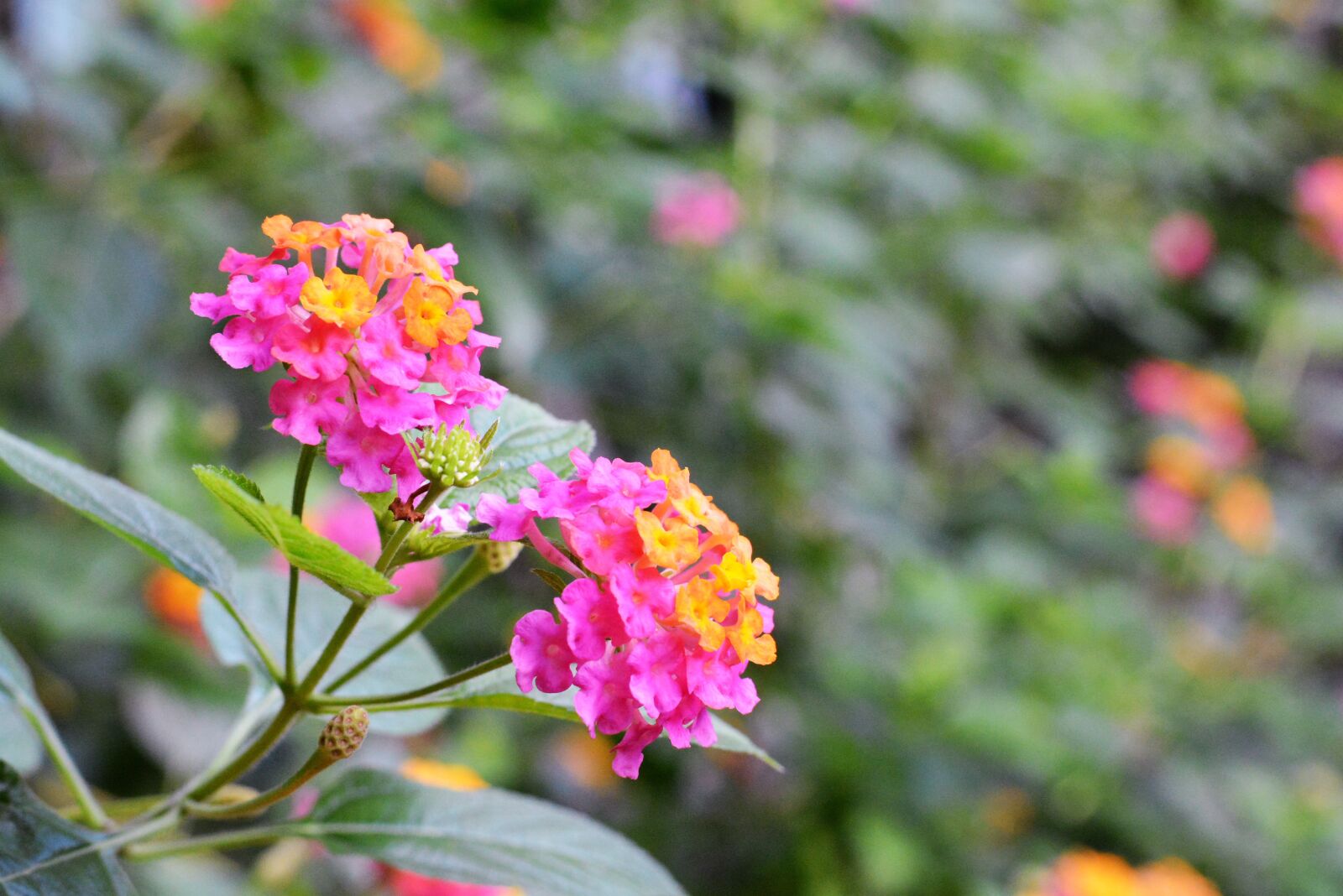 Nikon D5200 sample photo. Flower, leaves, garden photography