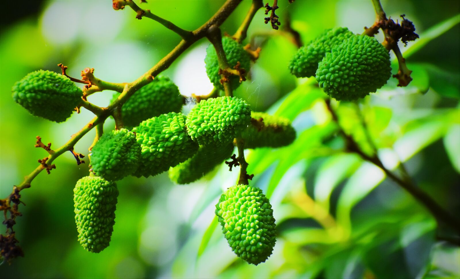 Nikon D5600 sample photo. Fruit, nature, flora photography