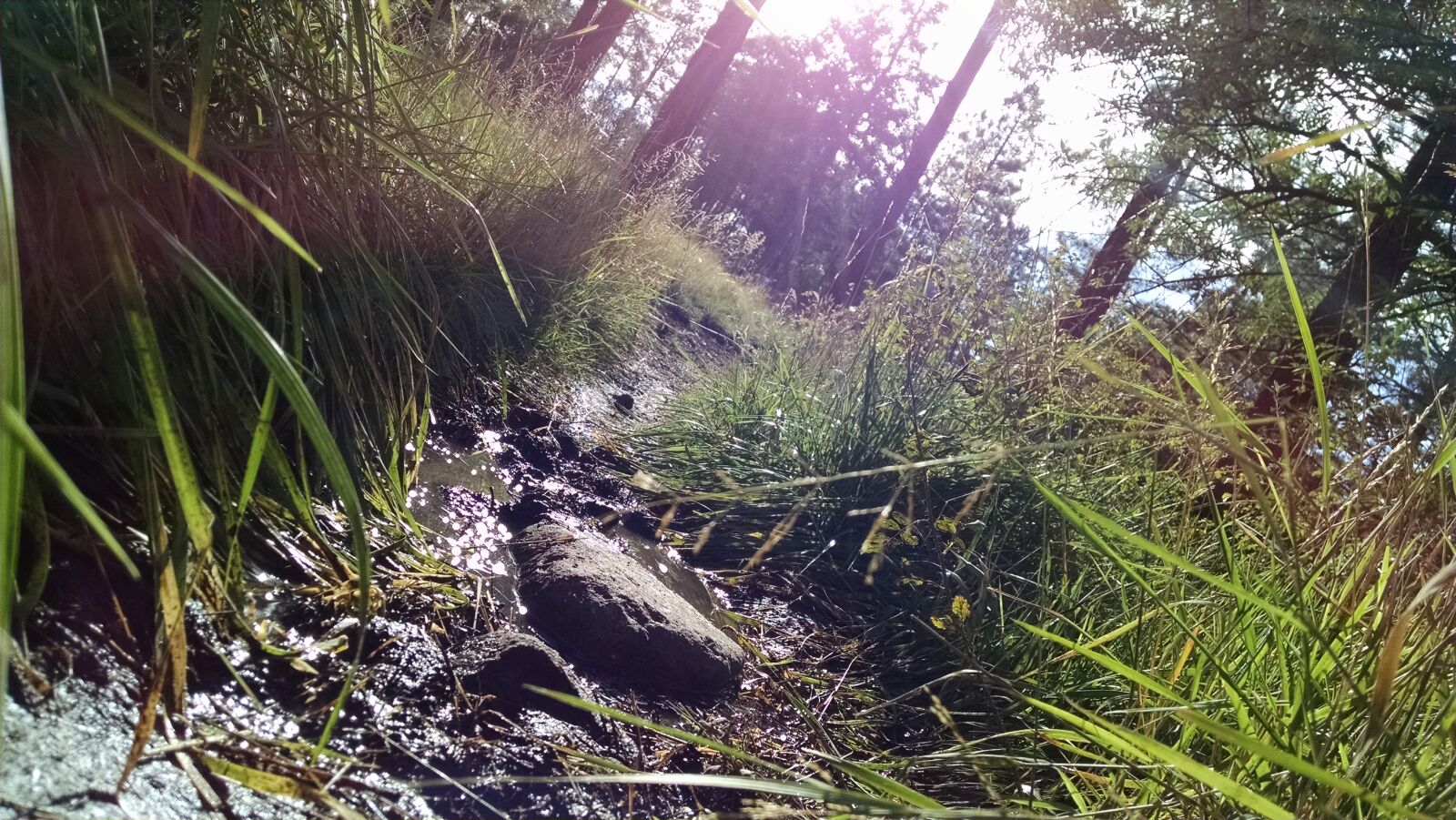Motorola XT1080 sample photo. Grass, hiking, hiking, trail photography
