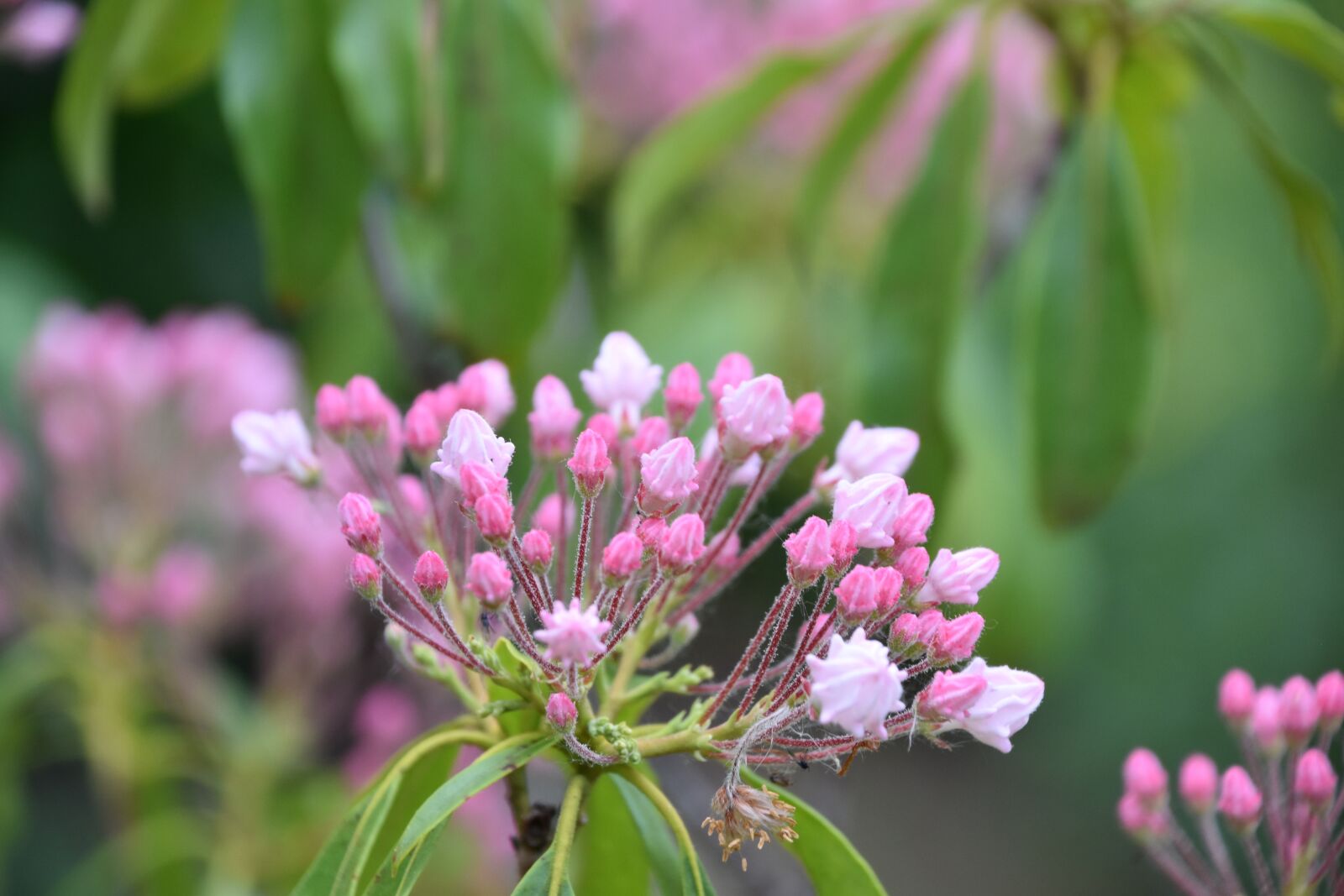 Nikon D5600 sample photo. Flower, pink, kalmia latifolia photography
