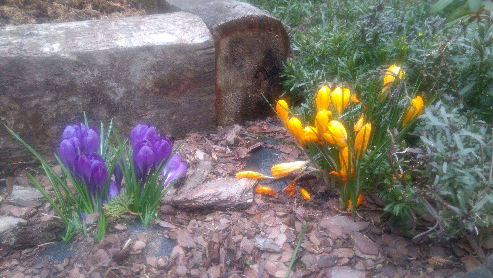 Lenovo K6 NOTE sample photo. My, spring, garden photography