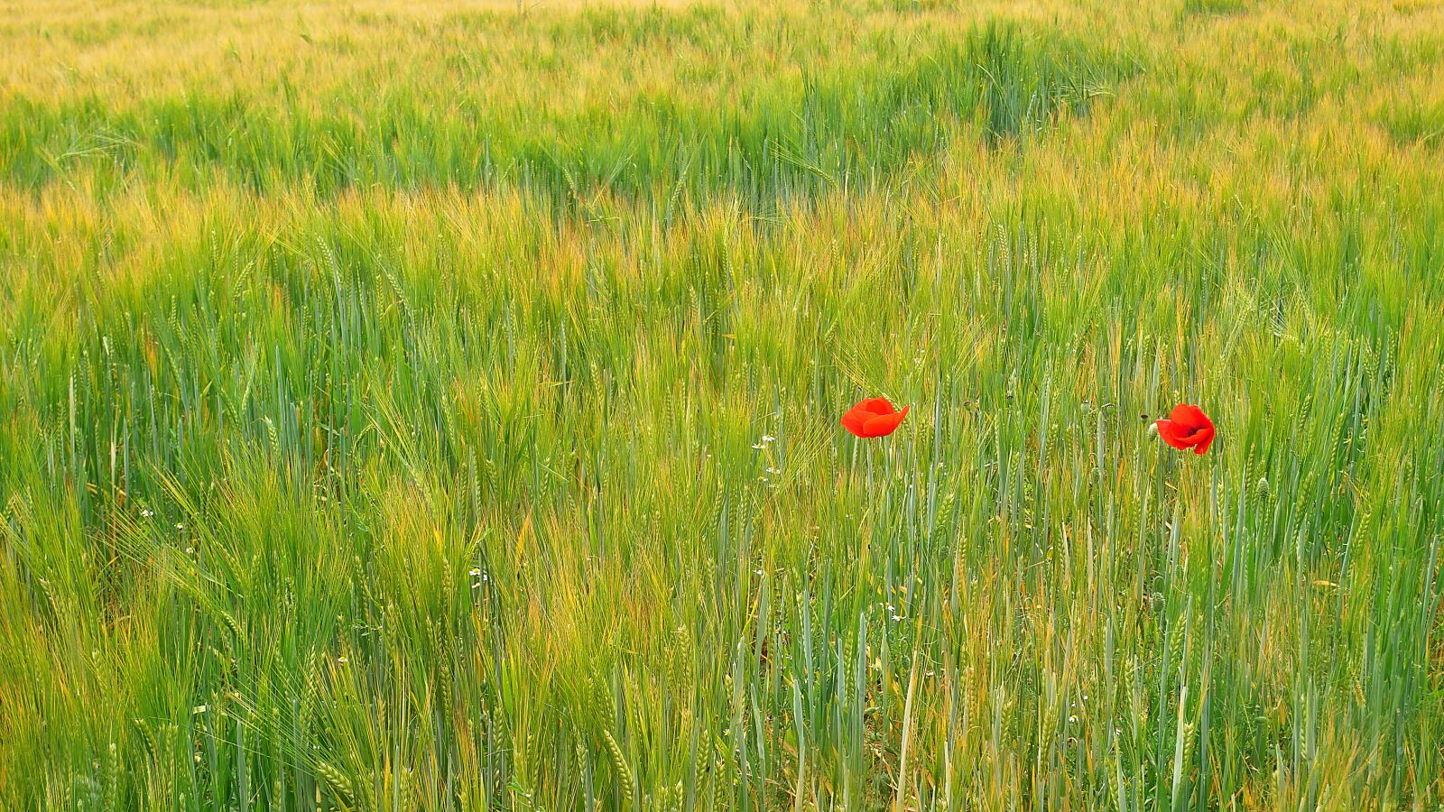 Panasonic Lumix DMC-GX85 (Lumix DMC-GX80 / Lumix DMC-GX7 Mark II) sample photo. Poppy, wheat, field photography