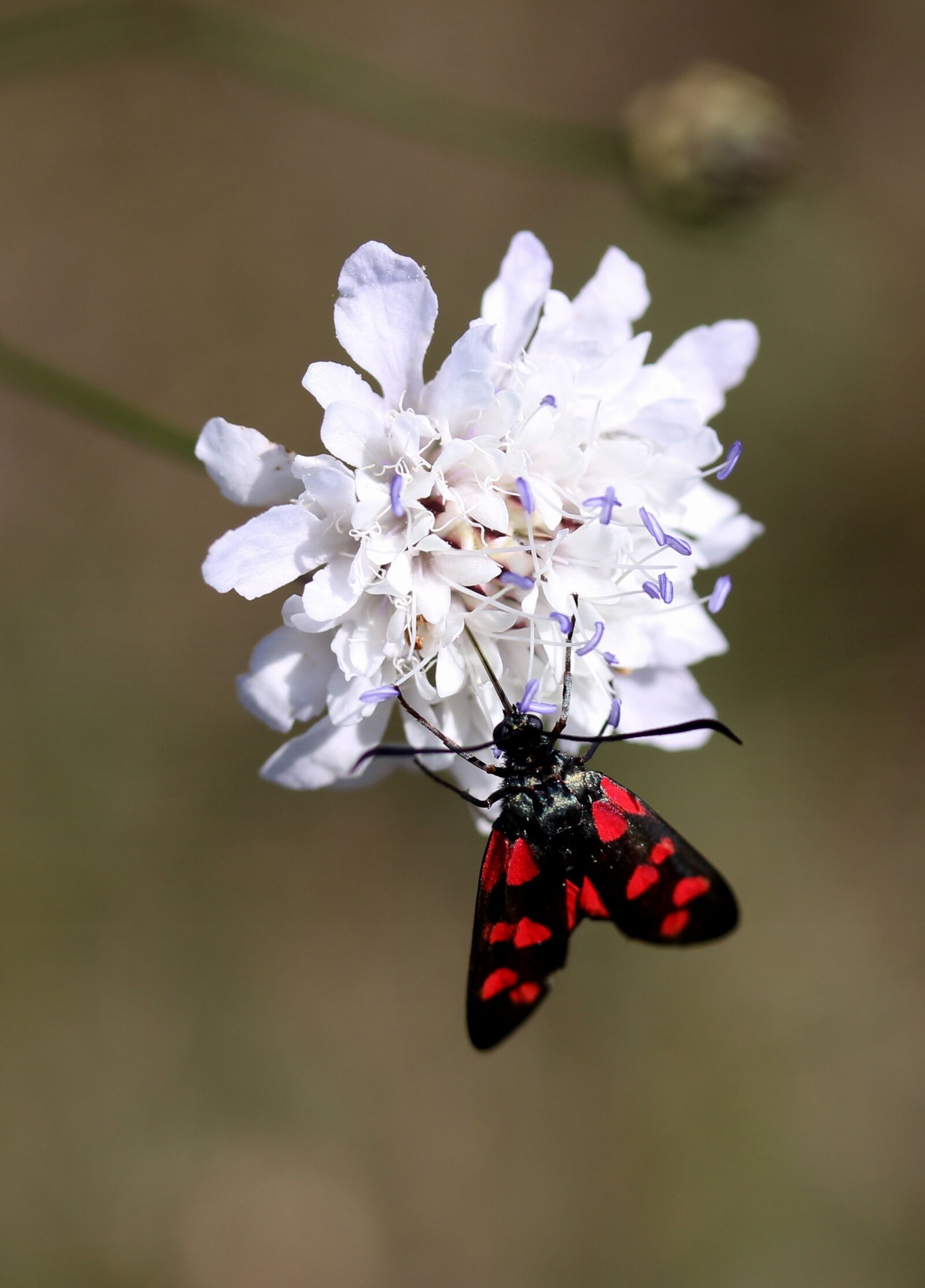 Canon EF-S 60mm F2.8 Macro USM sample photo. Butterfly, coloring, wings photography