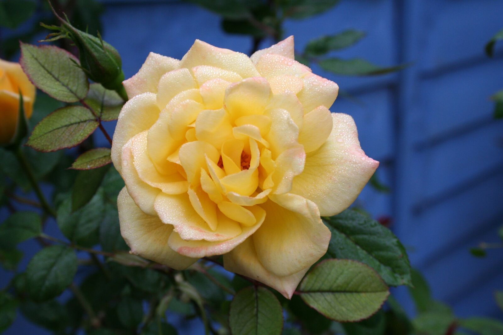 Canon EOS 350D (EOS Digital Rebel XT / EOS Kiss Digital N) sample photo. Rose, flower, bloom photography