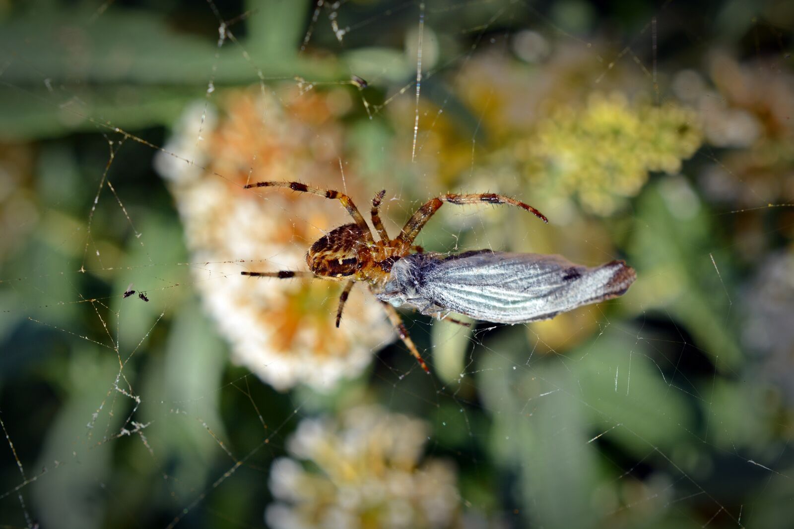 Nikon D5200 sample photo. Spider, araneus, prey photography