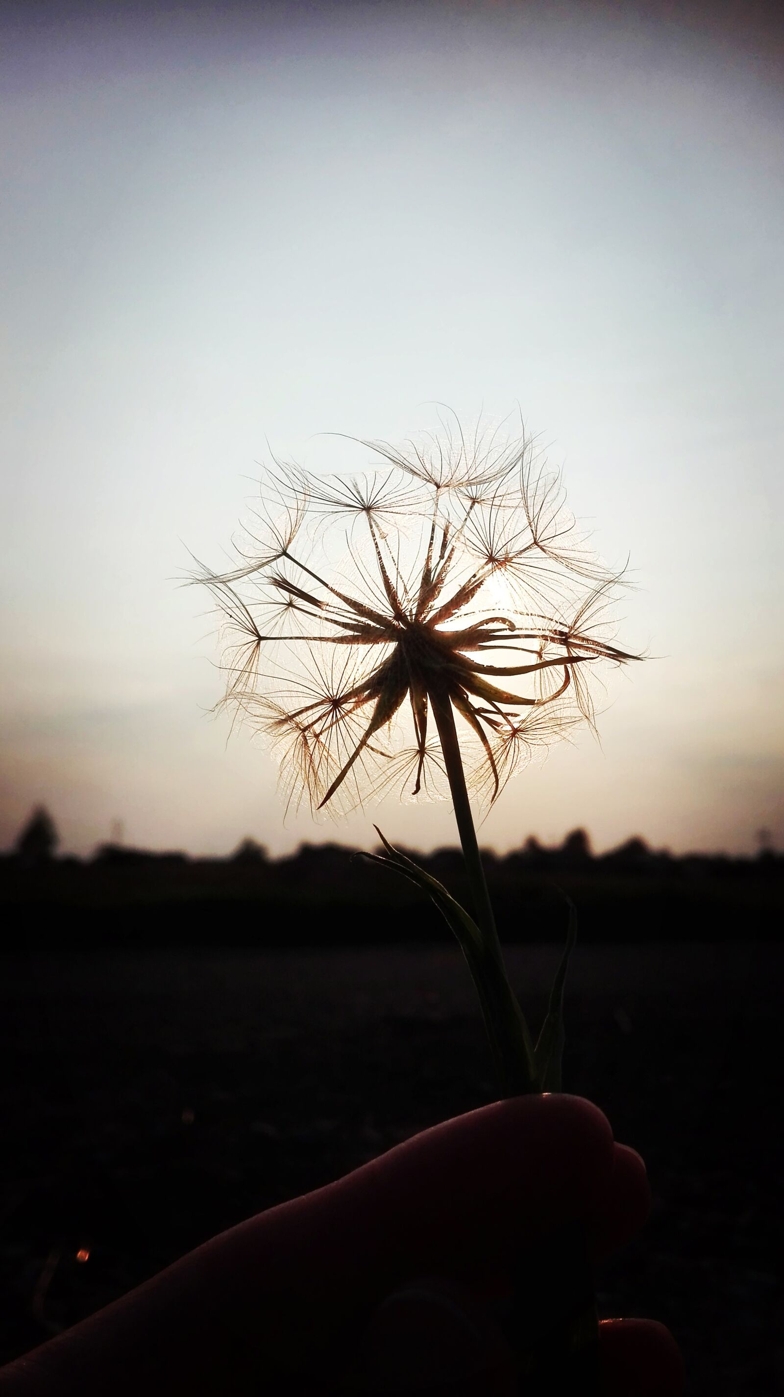 HUAWEI P8 Lite sample photo. Dandelion, difference wash printed photography