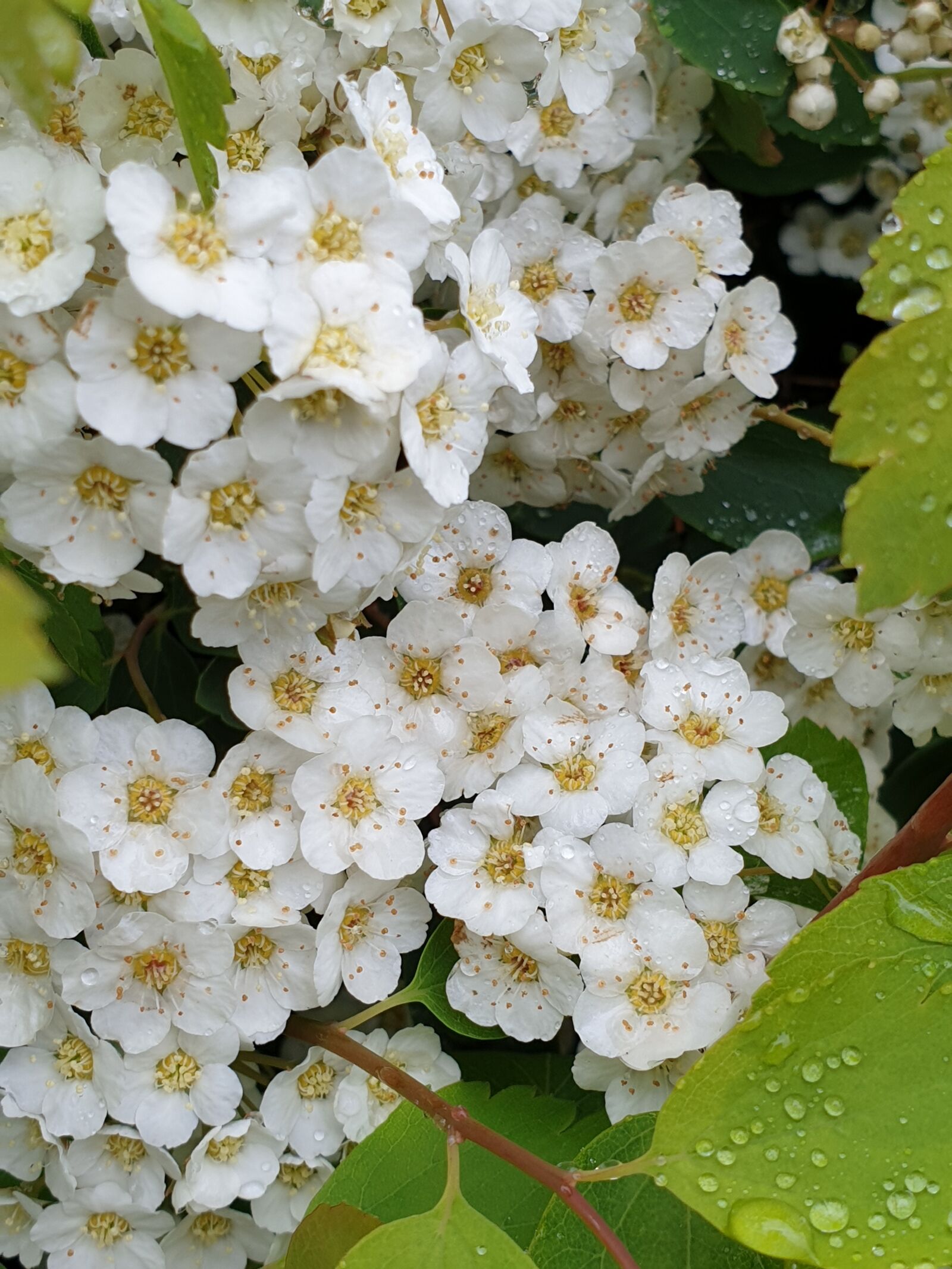 Samsung Galaxy Note9 sample photo. White, bush, flowers photography