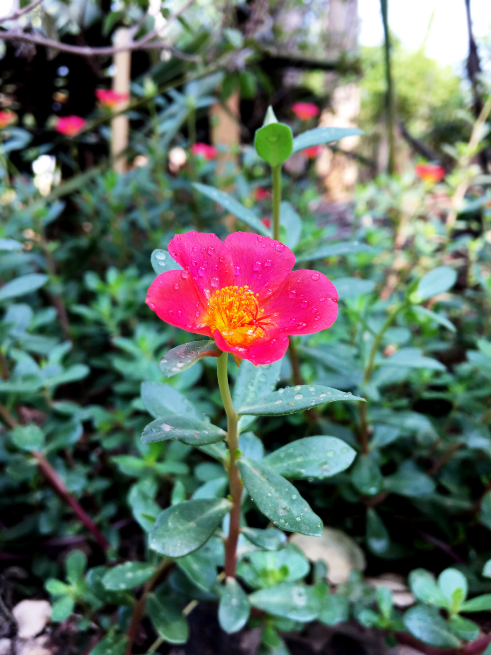Apple iPhone 6s sample photo. Color, green, home, iphone photography