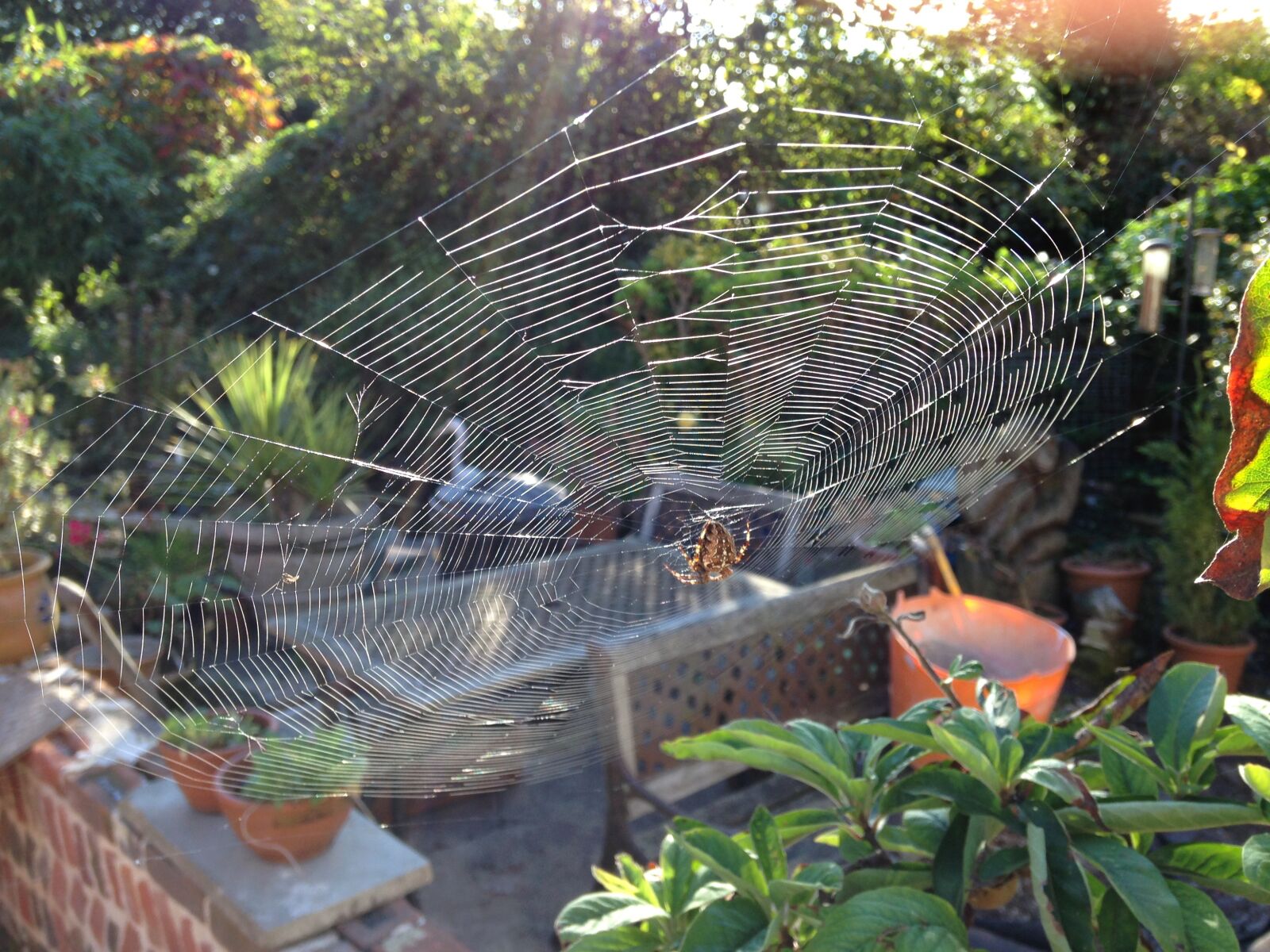 iPhone 5c back camera 4.12mm f/2.4 sample photo. Spider, web, nature photography