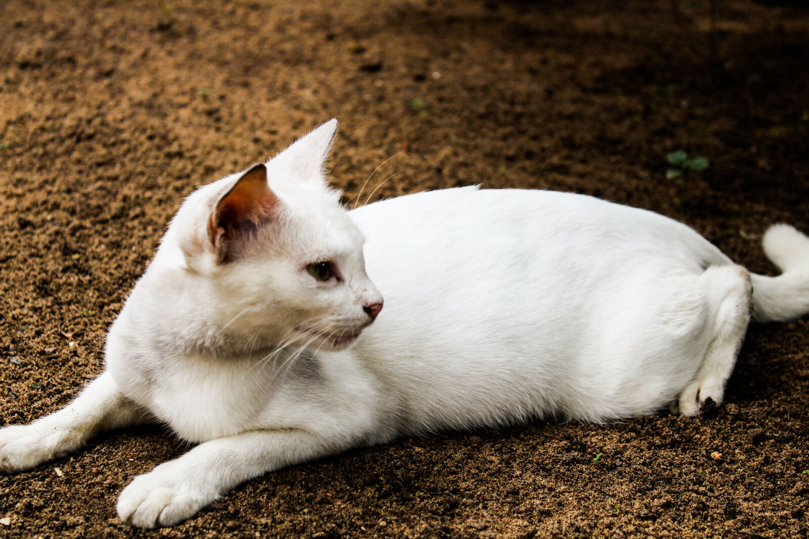 Canon EOS 1300D (EOS Rebel T6 / EOS Kiss X80) sample photo. Animal, biology, cat, closeup photography